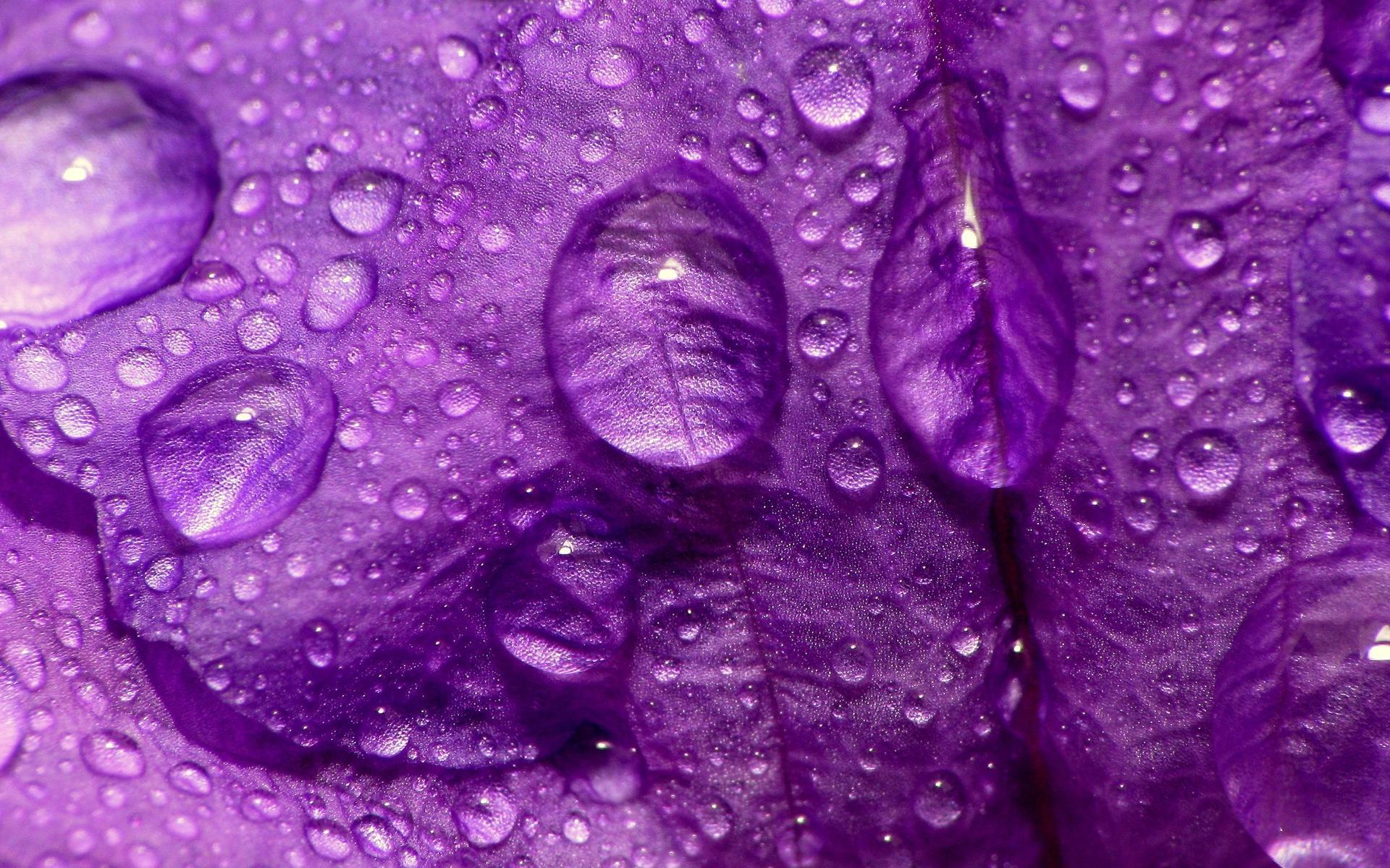 Gocce d'acqua su petali viola, 1920x1200 Full HD+ WUXGA, Laptop
