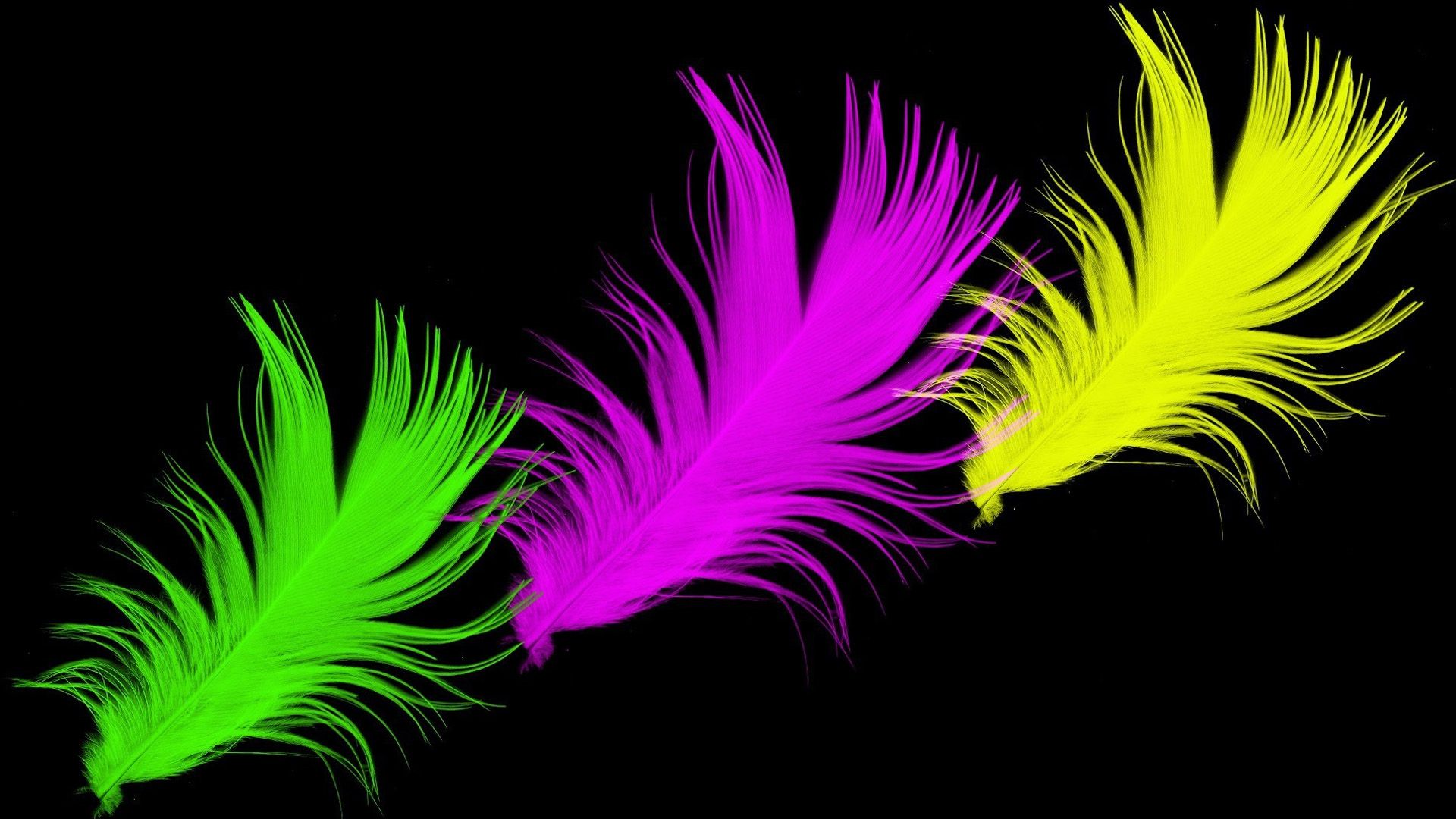 Piume colorate su nero, 1920x1080 Full HD 1080p, PC