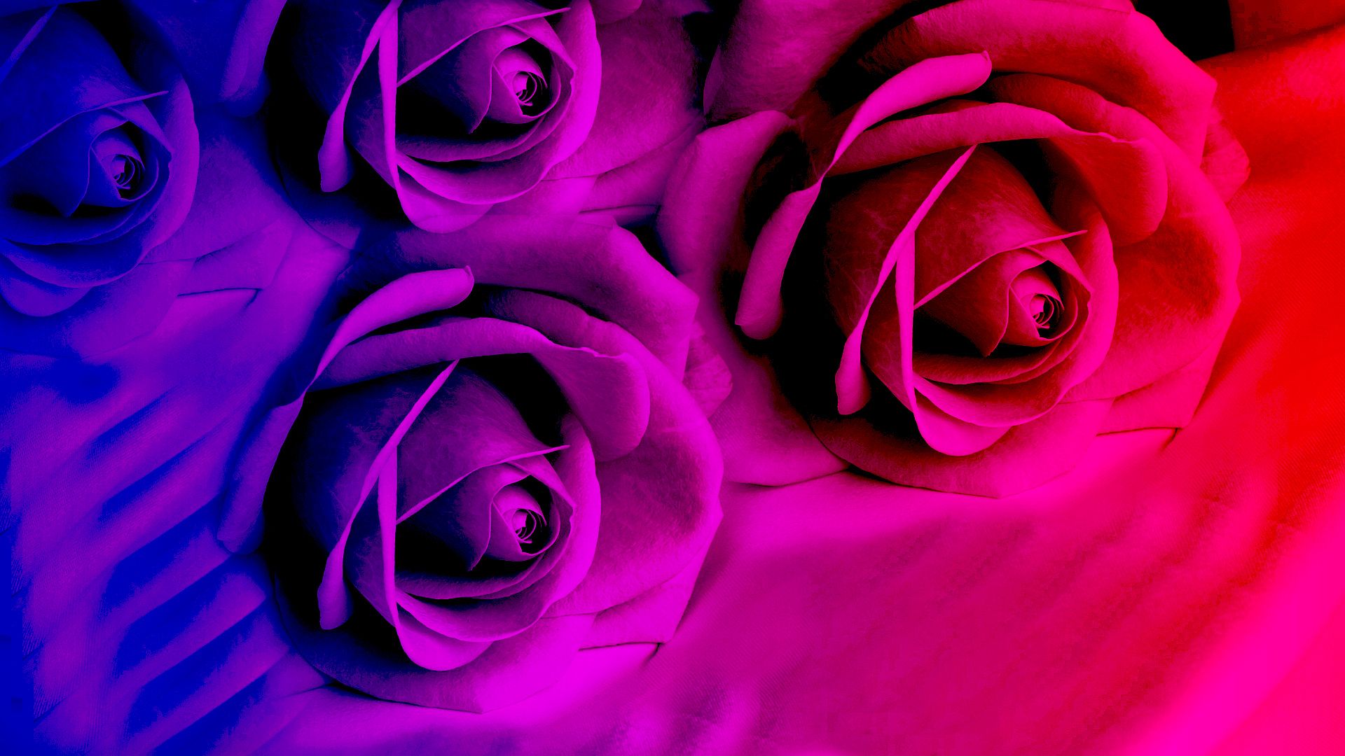 Rose viola e rosa neon, 1920x1080 Full HD, PC Desktop