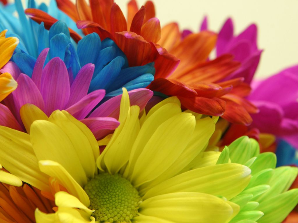 Fiori gerbera colori accesi, 1024x768 HD, Laptop