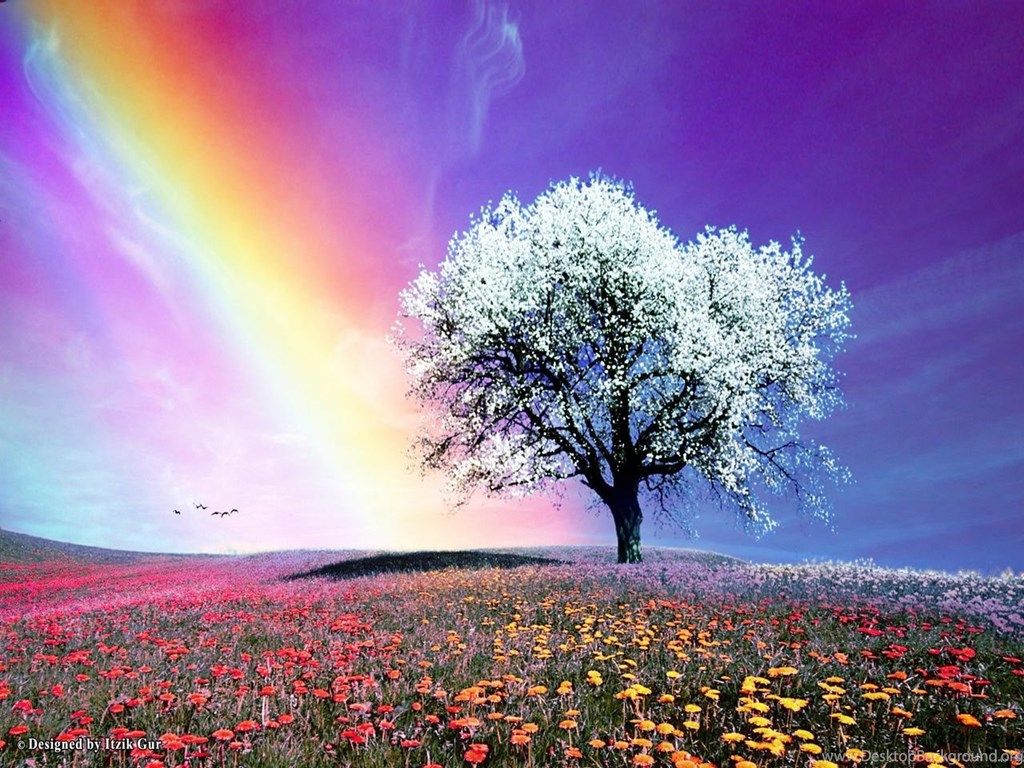 Arcobaleno albero fiorito prato, 1024x768 HD, Laptop