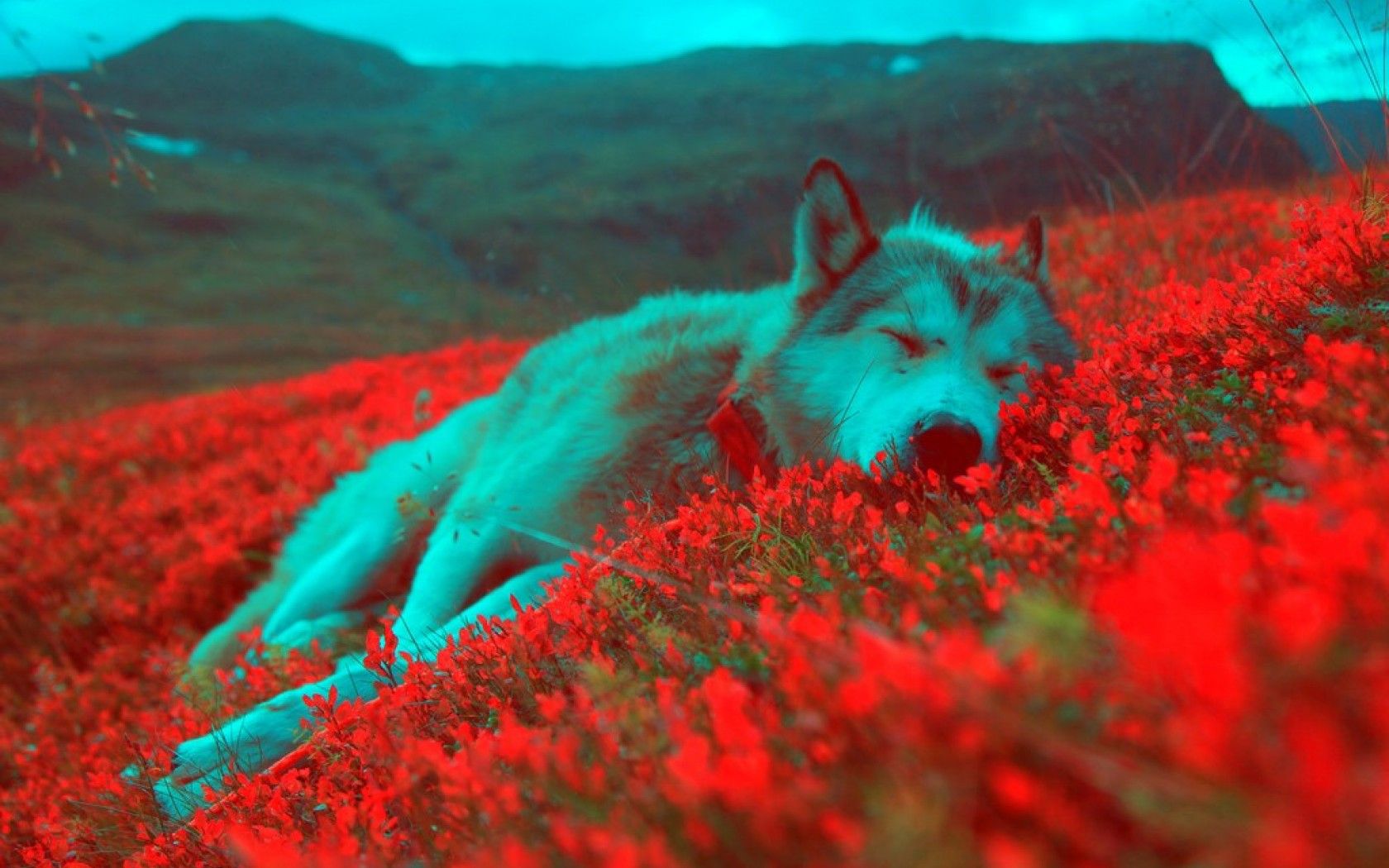 Lupo disteso tra fiori rossi, 1680x1050 HD, Laptop