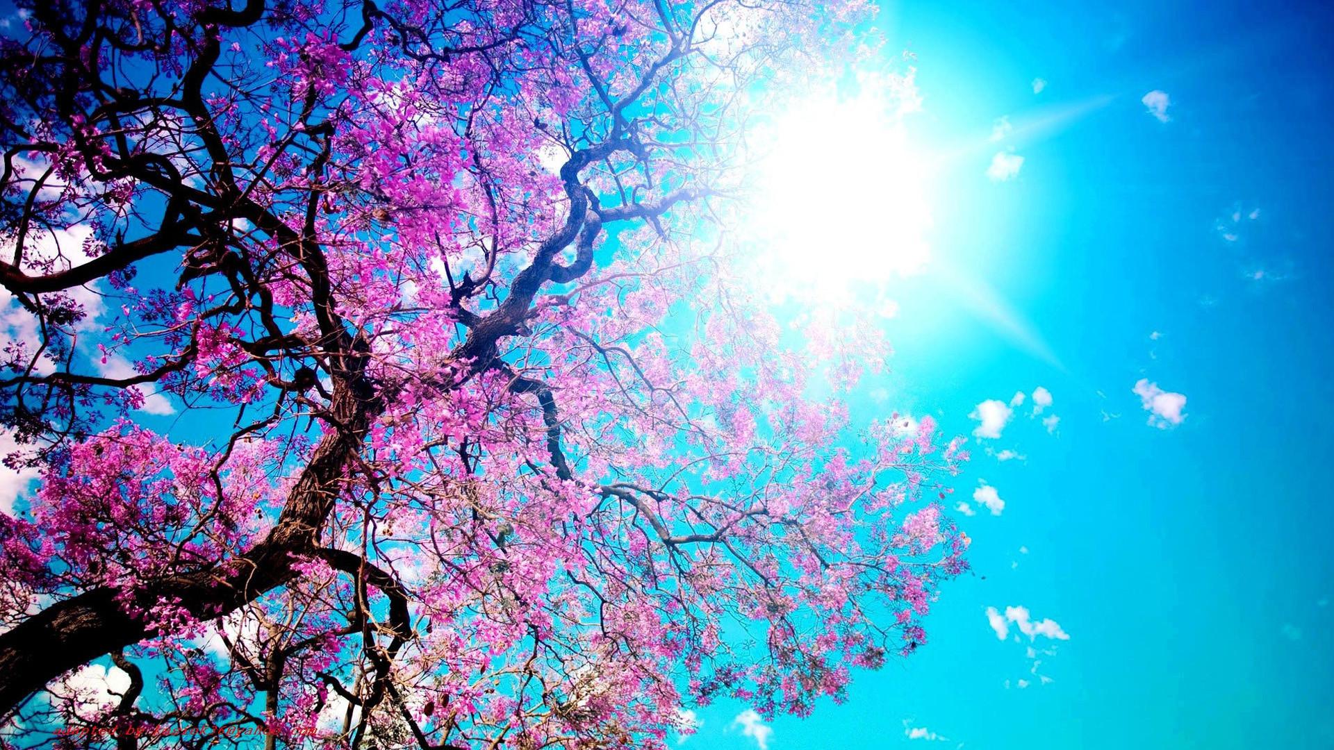 Albero fiori rosa cielo blu, sfondi per Computer, 1920x1080 Full HD, PC Desktop