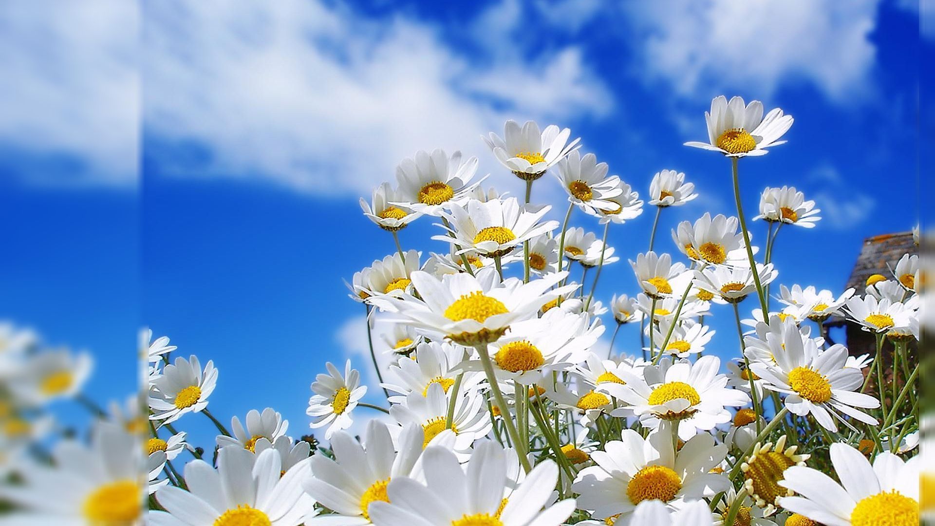 Margherite bianche cielo blu, sfondi per Computer, 1920x1080 Full HD 1080p, PC Desktop