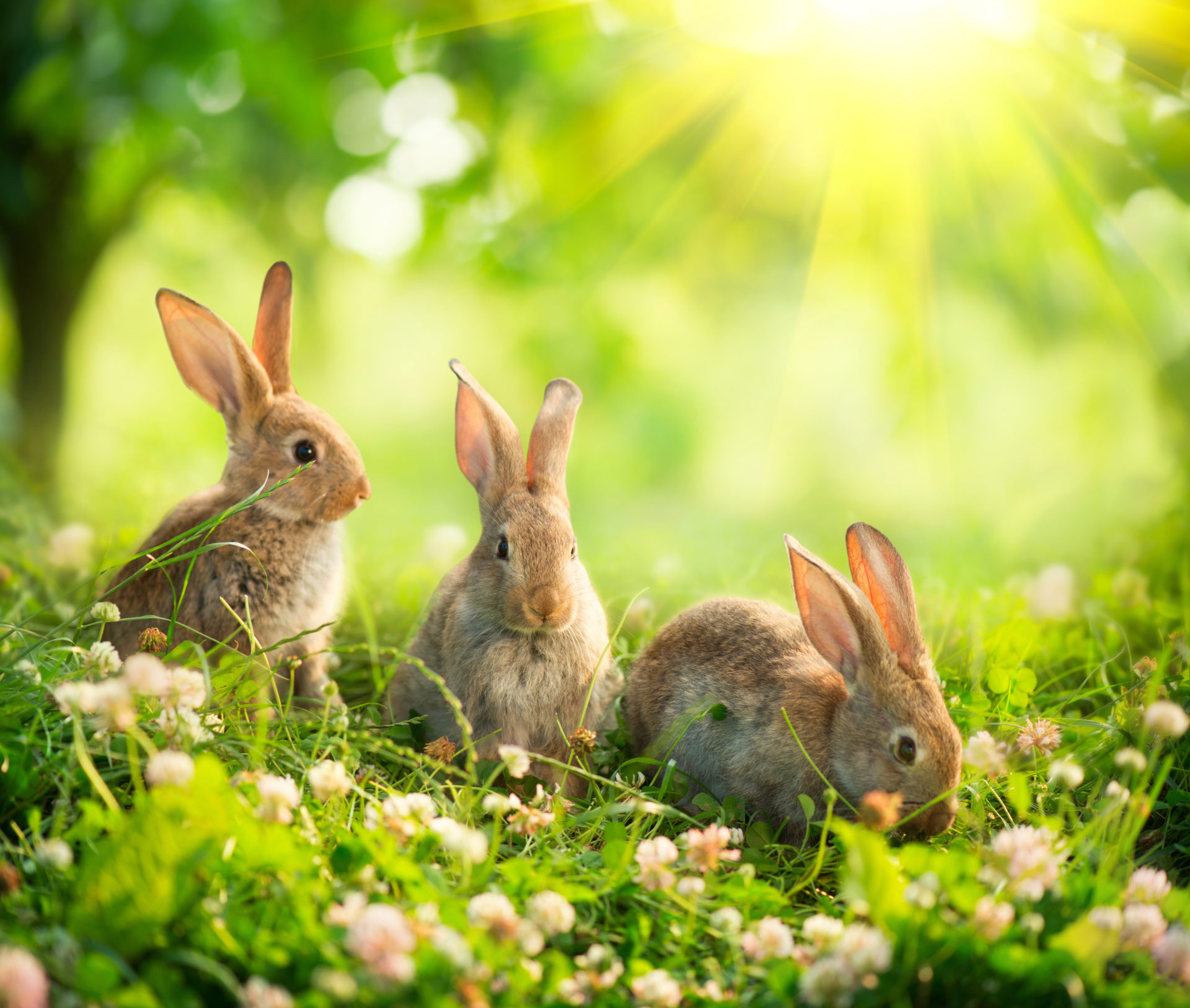 Tre coniglietti nel prato, 1920x1625 Full HD+ WUXGA, PC Desktop