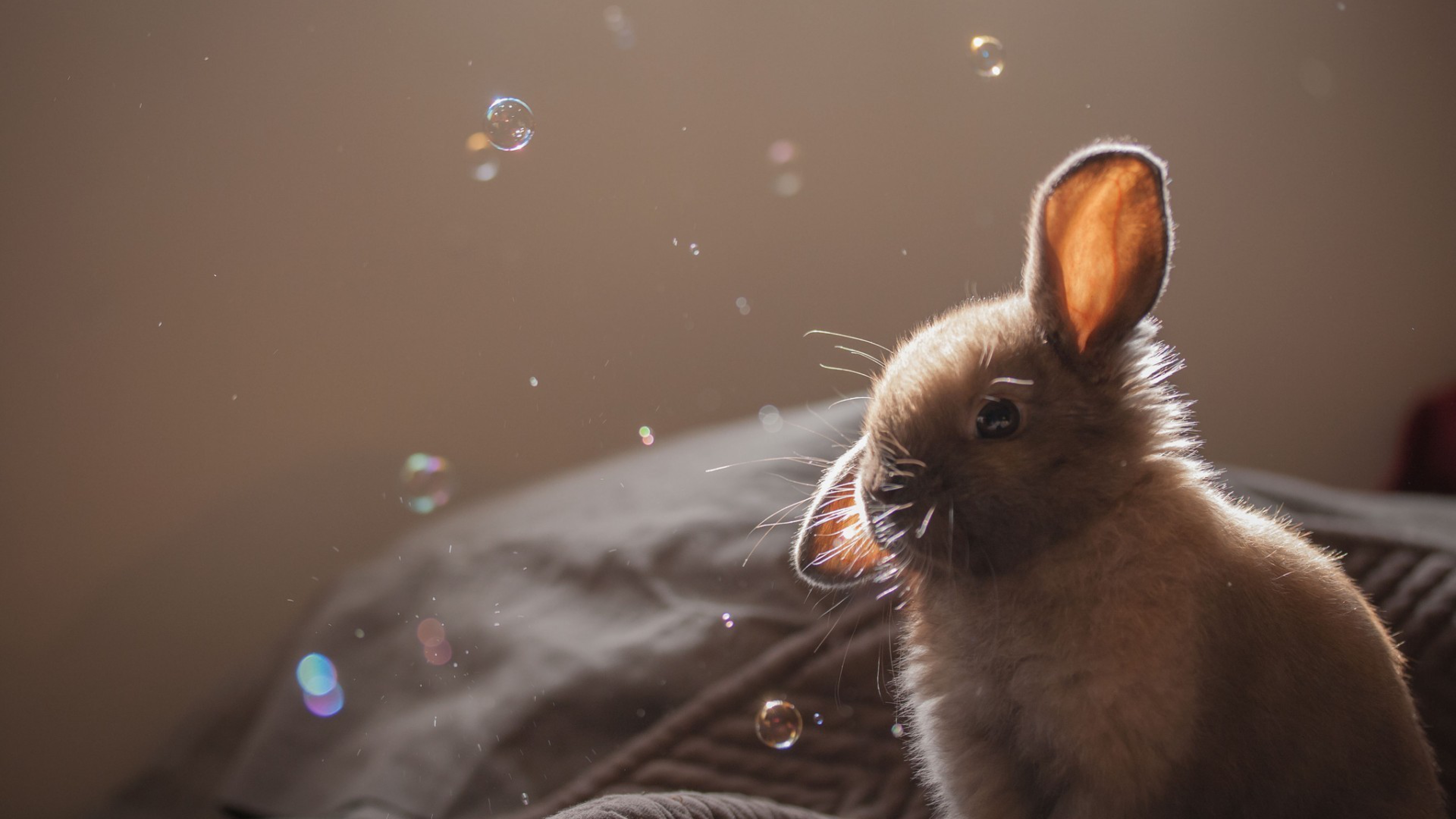 Coniglio con bolle di sapone, 3840x2160 UHD, Monitor 4K