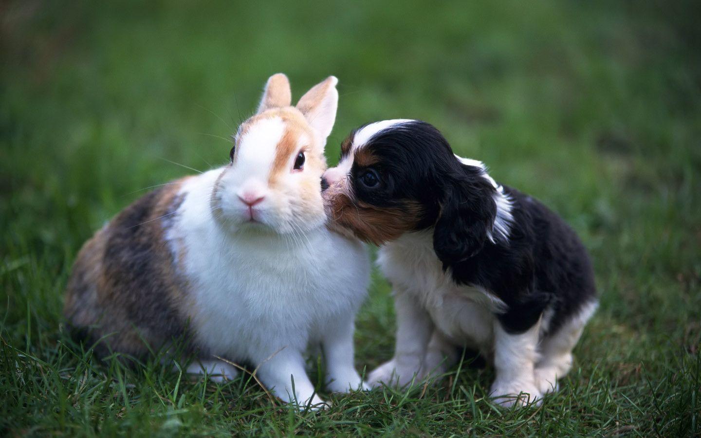 Cucciolo e coniglio nell'erba, 1440x900 720p, MacBook Air