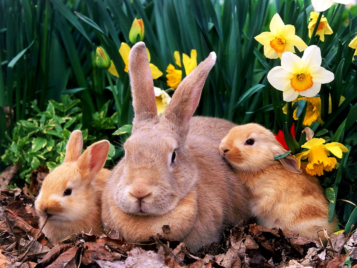 Conigli tra narcisi gialli, 1200x900 HD, Desktop