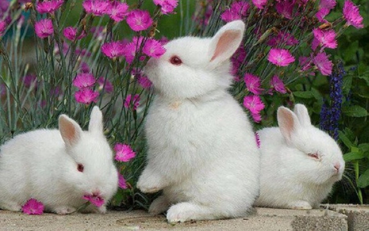 Tre coniglietti bianchi tra fiori rosa, 1280x800 HD, Desktop