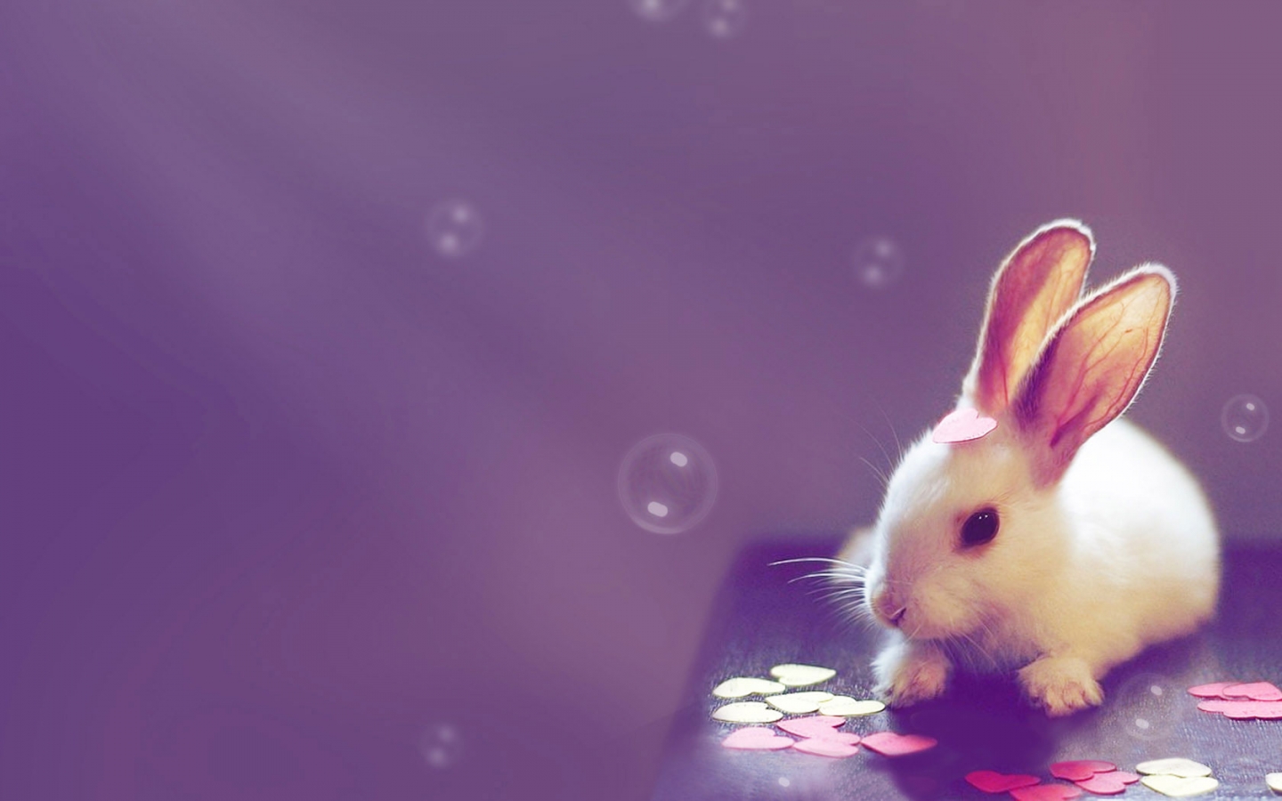 Coniglio bianco con bolle viola, 1440x900 720p, Laptop