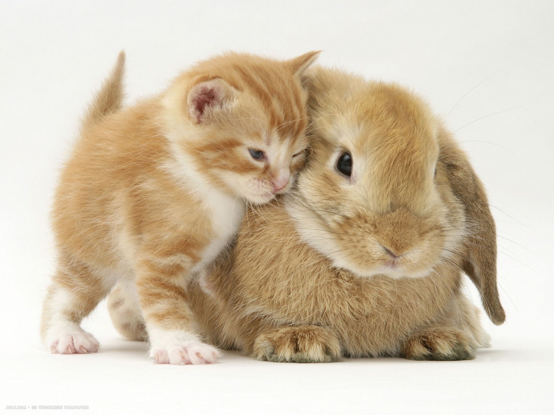 Gattino e coniglio abbracciati, 1920x1440 Full HD+ WUXGA, PC