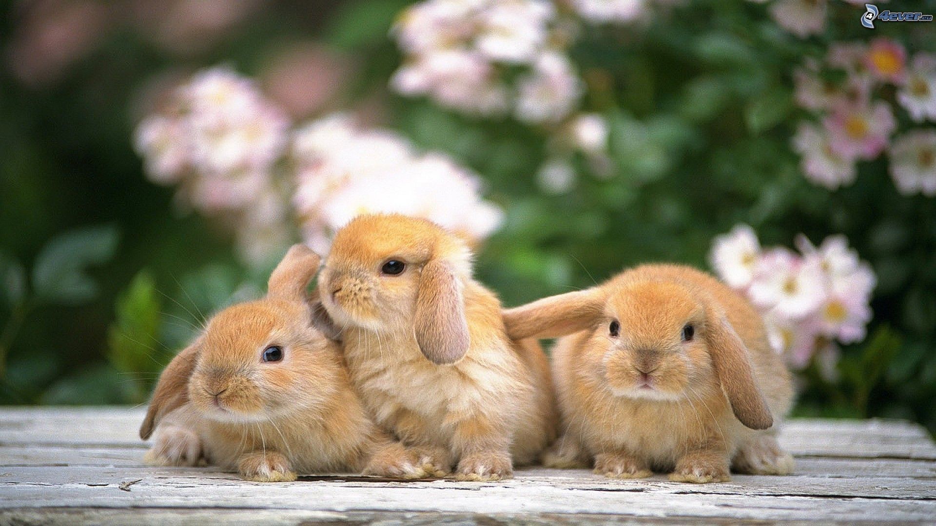Tre conigli marroni cuccioli, 1920x1080 Full HD 1080p, Desktop
