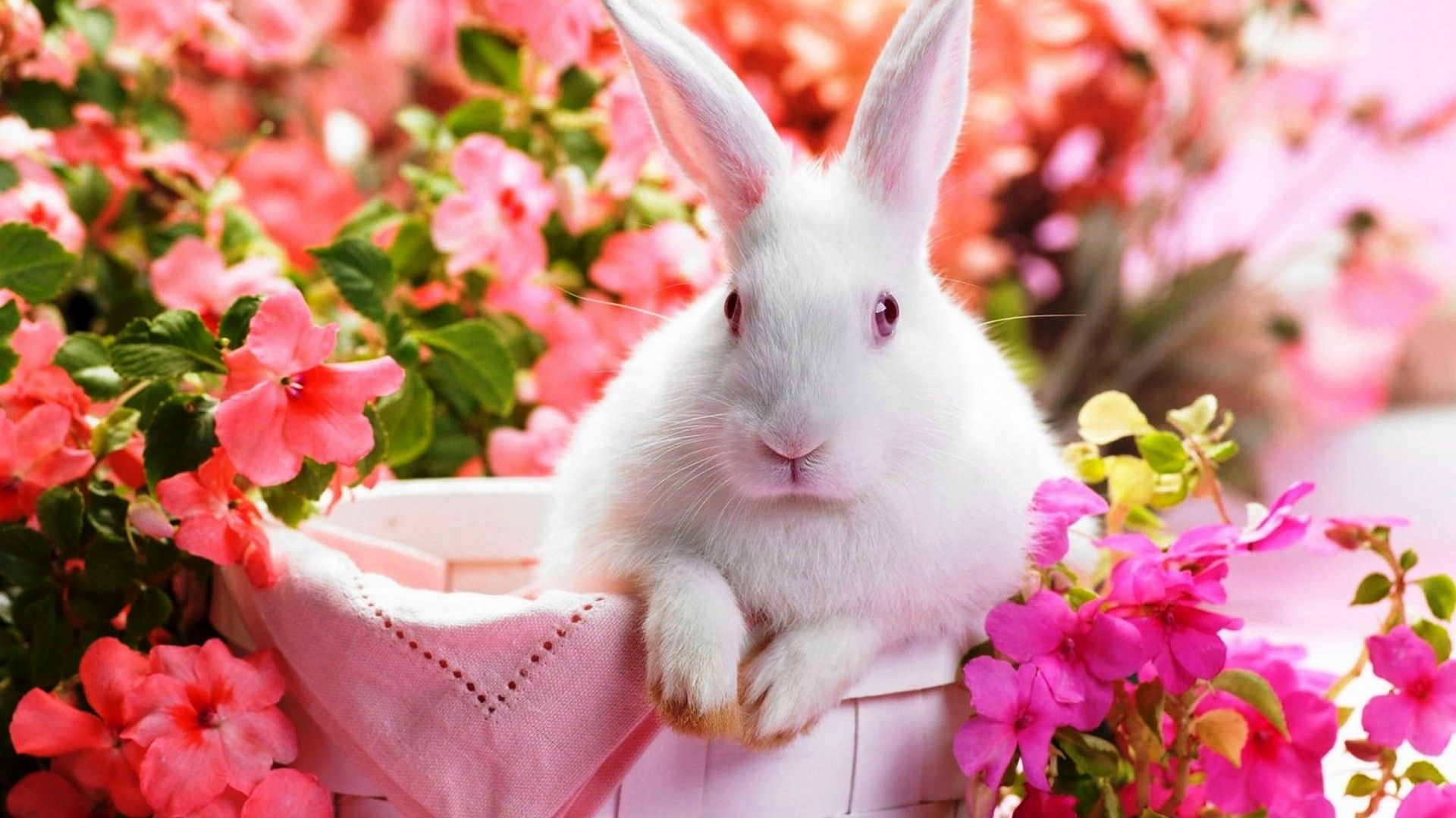 Coniglio bianco tra fiori rosa, 1920x1080 Full HD, PC