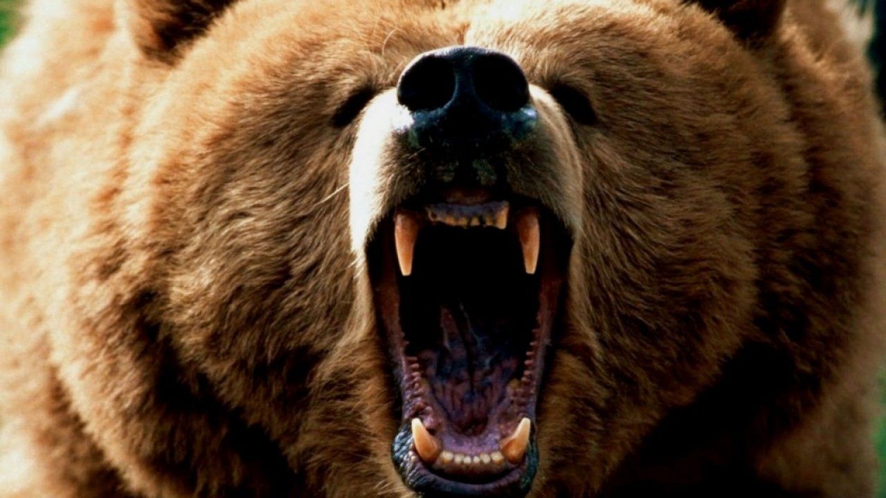 Orso bianco e nero, 1920x1080 1080p, Laptop