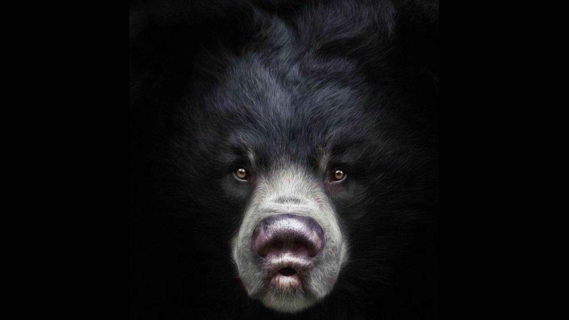 Orso con cappellino rosso, 1440x1280 HD, Desktop
