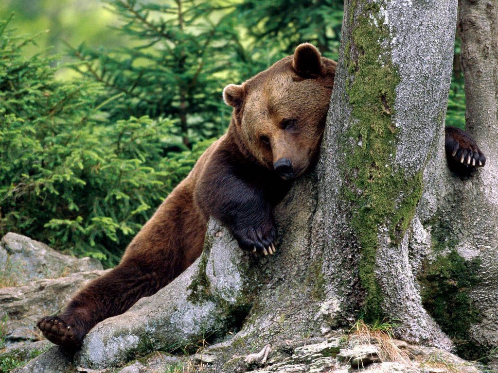 Orso bruno ruggente, 1280x720 HD, Desktop