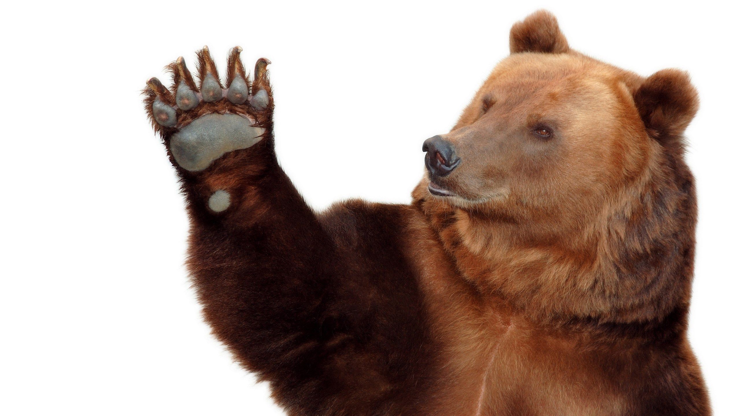 Orso grizzly ringhiante scuro, 1920x1200 WUXGA, Desktop
