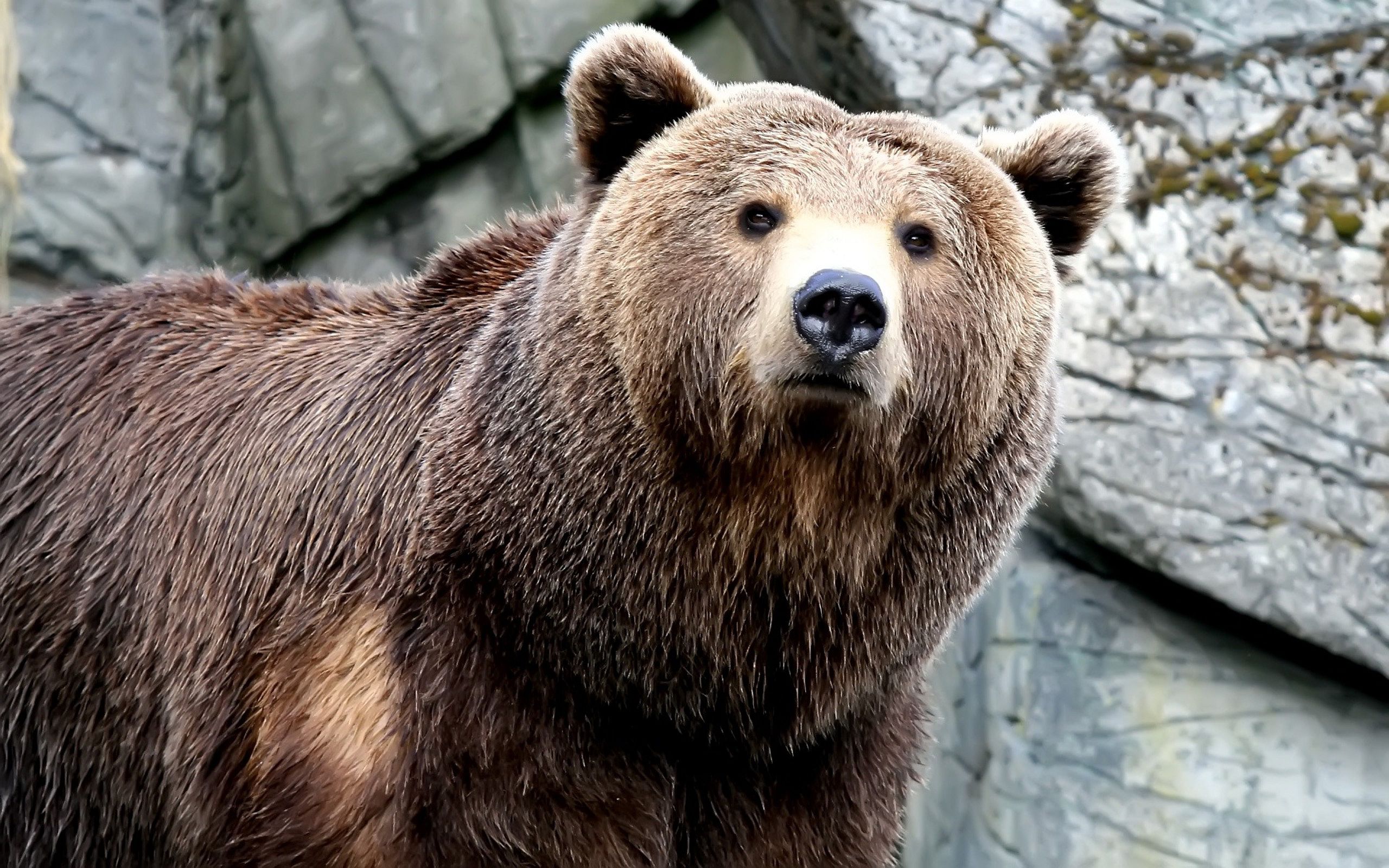 Orso grizzly in campo fiorito, 1600x1200 900p, PC
