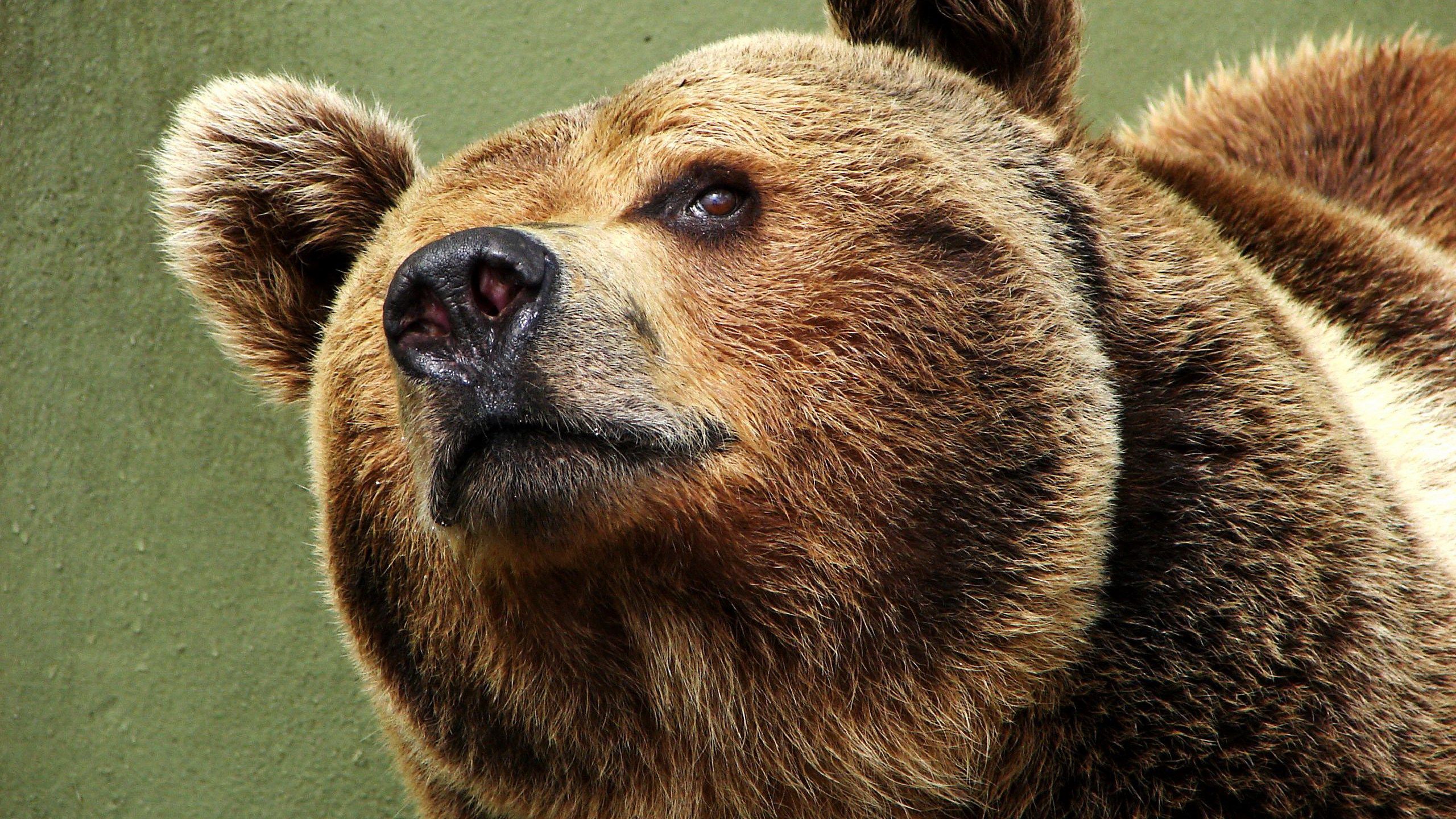 Orso bruno tra rocce, 2560x1600 2K, Desktop