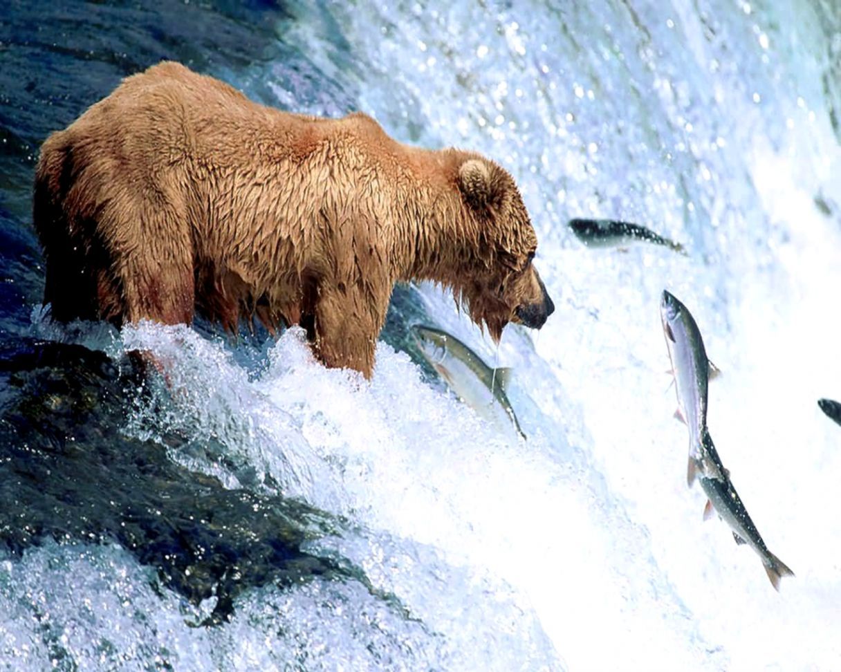 Orso grizzly primo piano, 2560x1440 QHD, Monitor Gaming