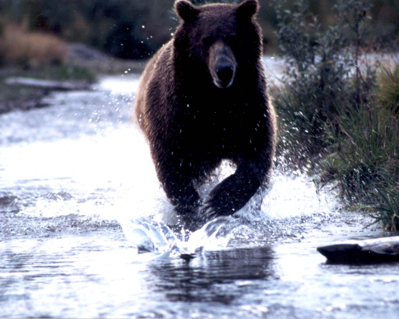 Chicago Bears logo orso, 1024x768 HD, PC