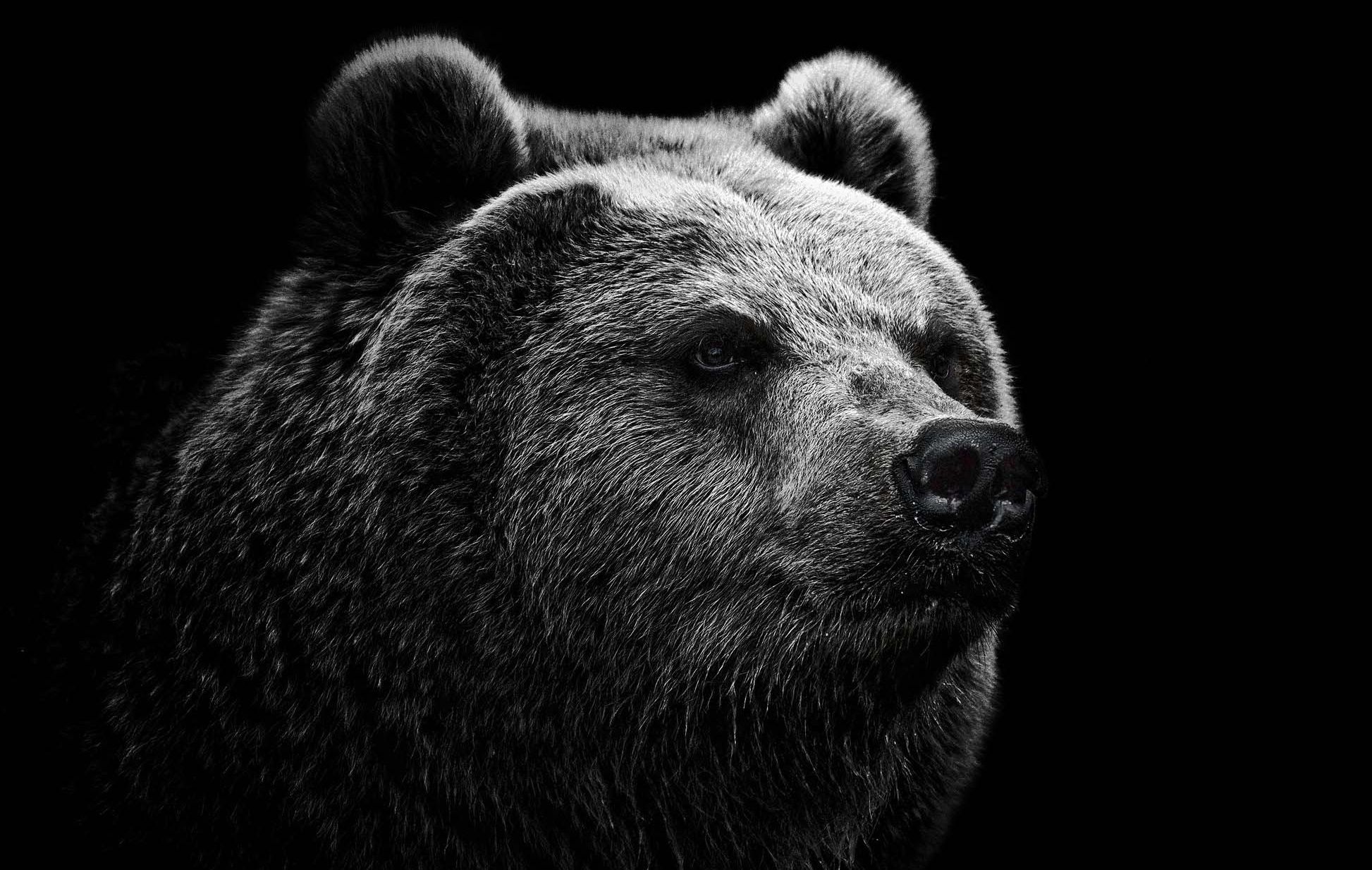 Orso ruggente astratto arancione, 1900x1200 900p, PC