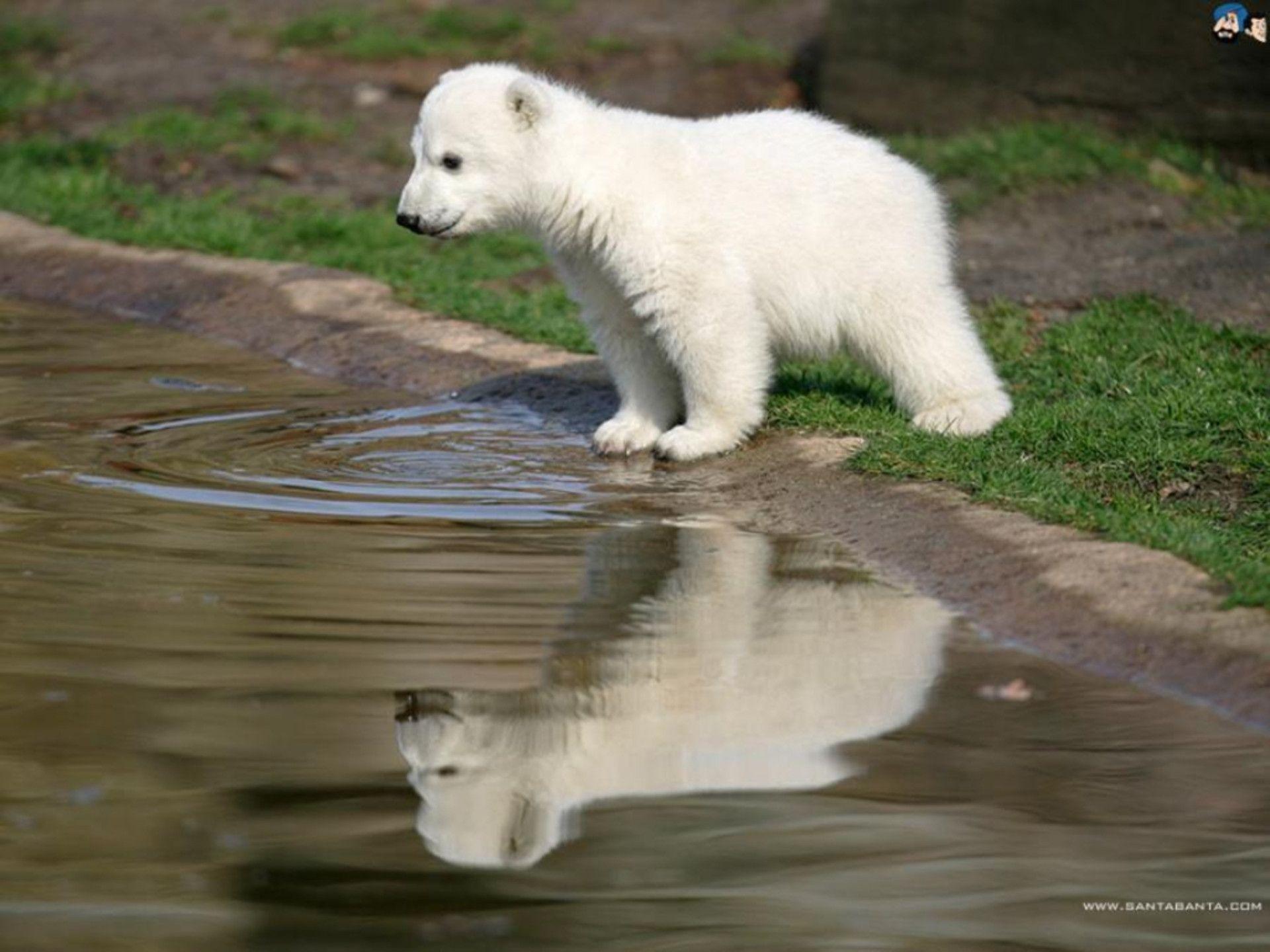 Orsi grizzly nel fiume, 1920x1200 WUXGA, iMac
