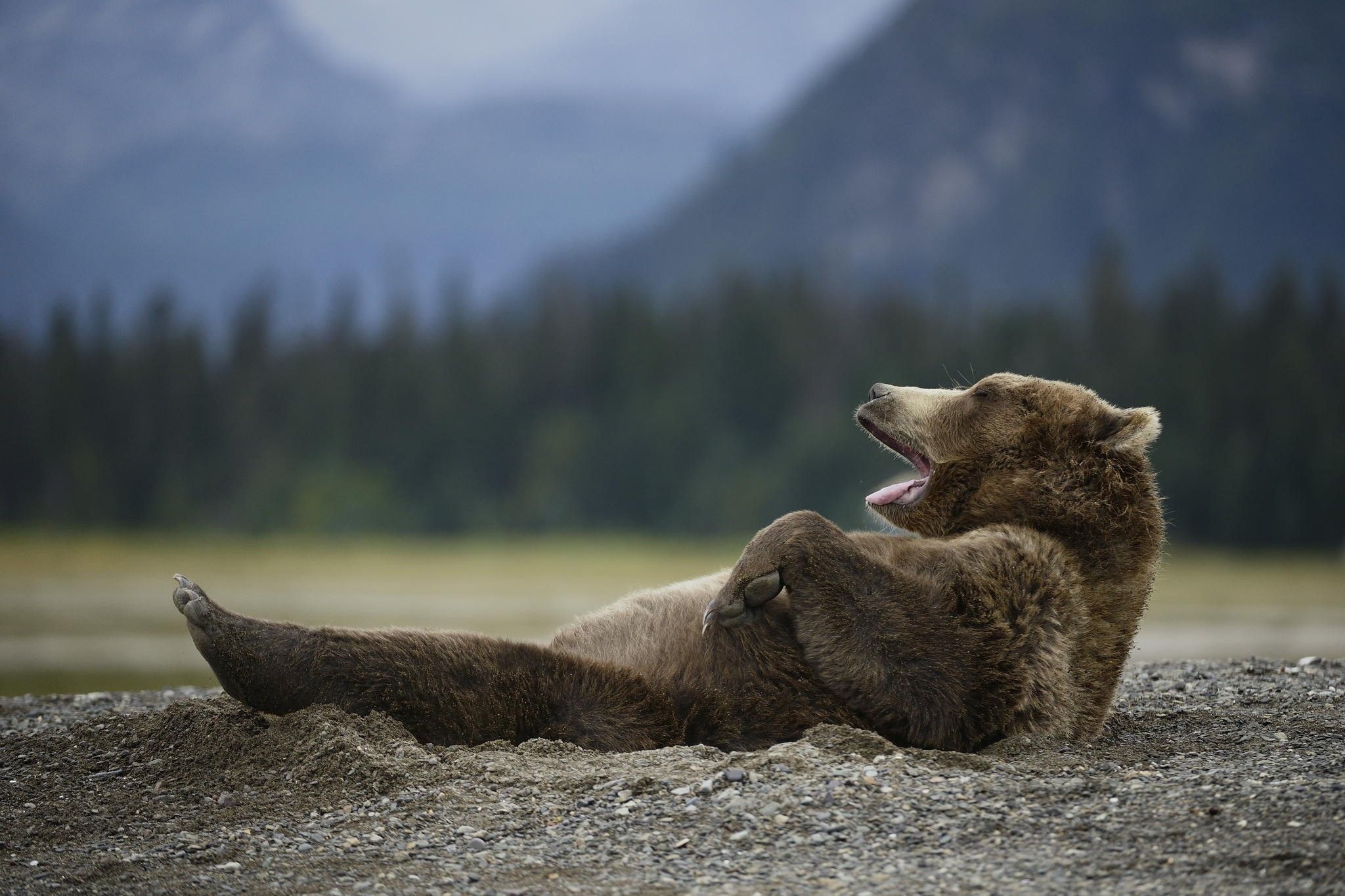 Orso geometrico adesivo da parete, 1500x1500 720p, PC