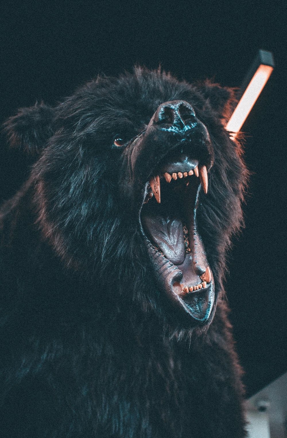 Orso bruno bianco e nero, 1946x1234 Full HD+ WUXGA, Desktop
