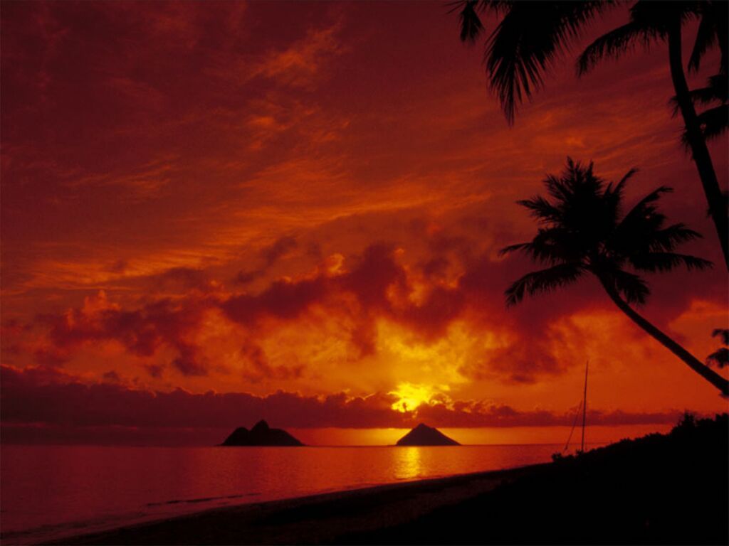 Tramonto tropicale con palme, 1024x768 HD, Desktop