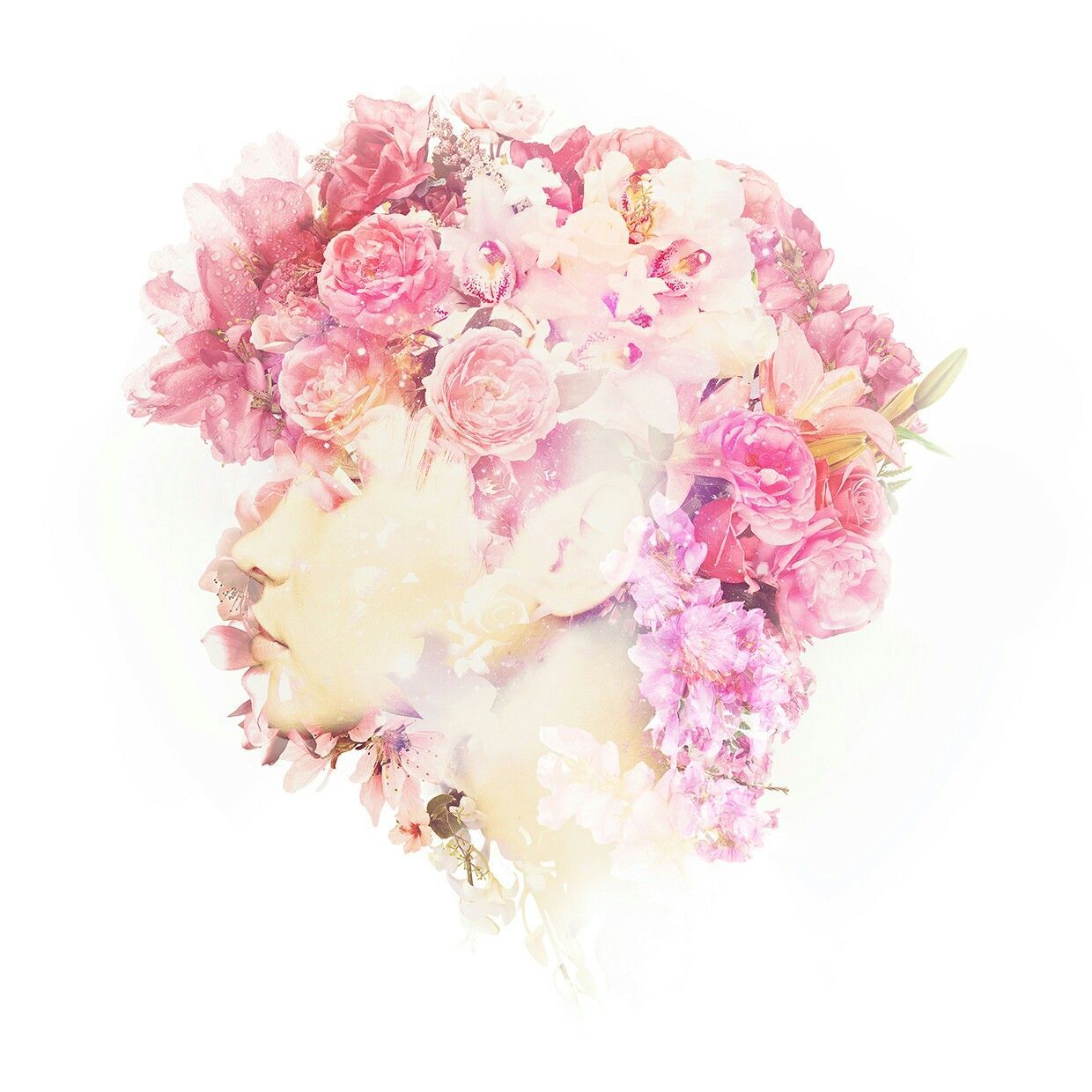 Rose acquerello rosa, 1240x1240 HD, PC