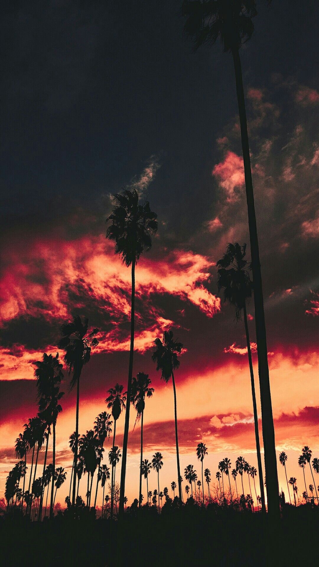 Palme silhouette tramonto infuocato, 1080x1920 Full HD Verticale, Smartphone