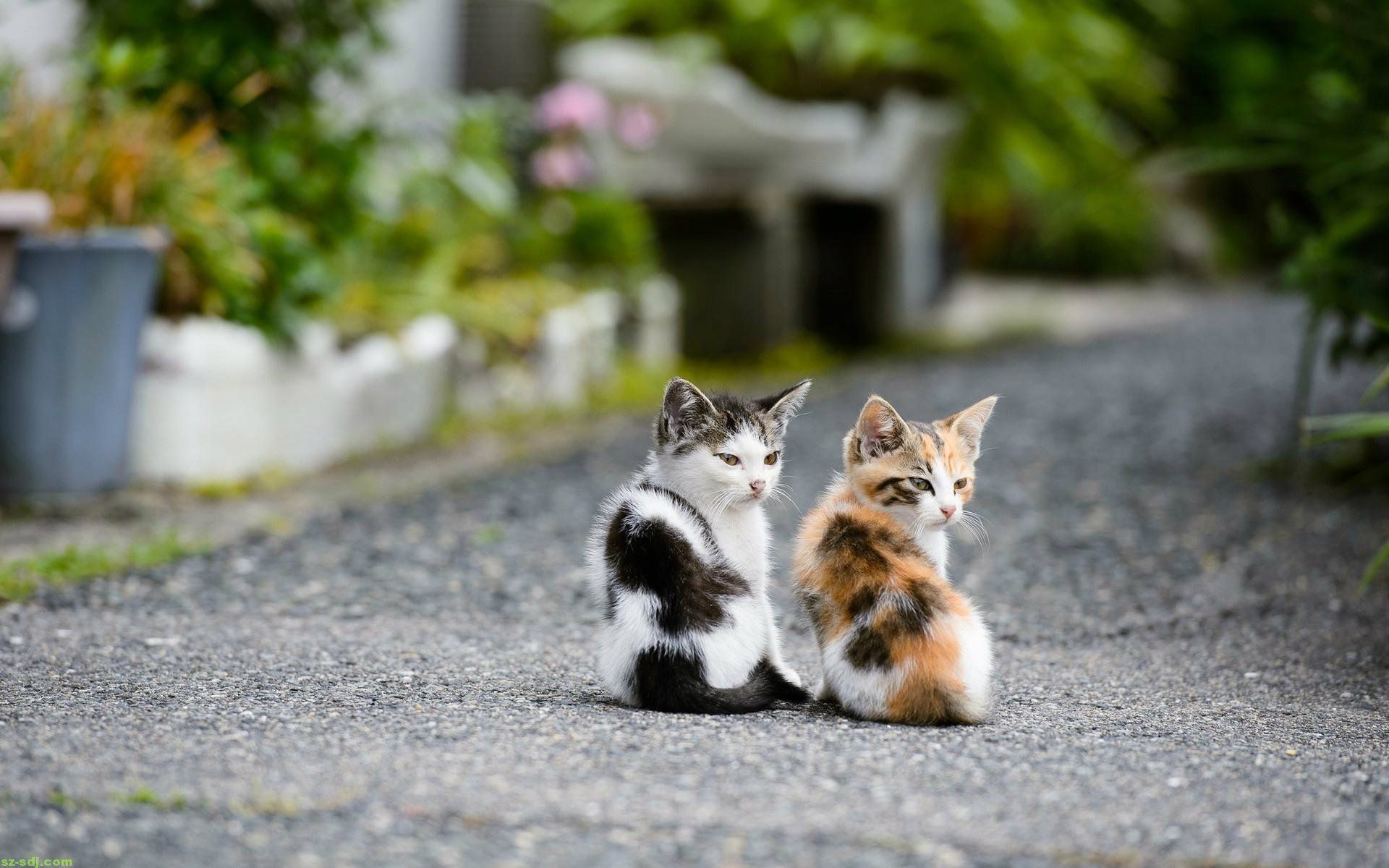 Gattini bianchi tra lillà, 1920x1200 Full HD+ WUXGA, Desktop
