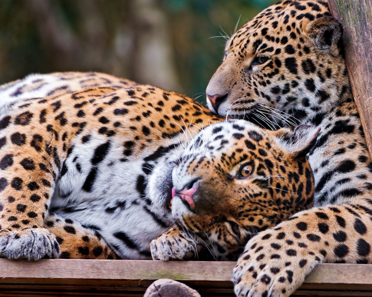 Coppia di gatti su ghiaia, 1920x1200 Full HD+ WUXGA, Laptop