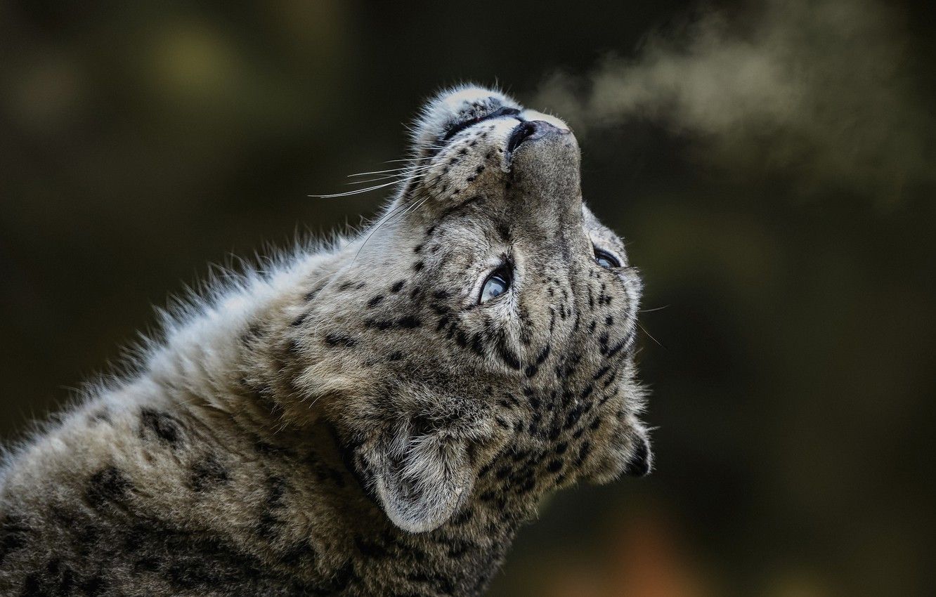 Gatto grigio che sbadiglia inverno, 1332x850 HD, Desktop