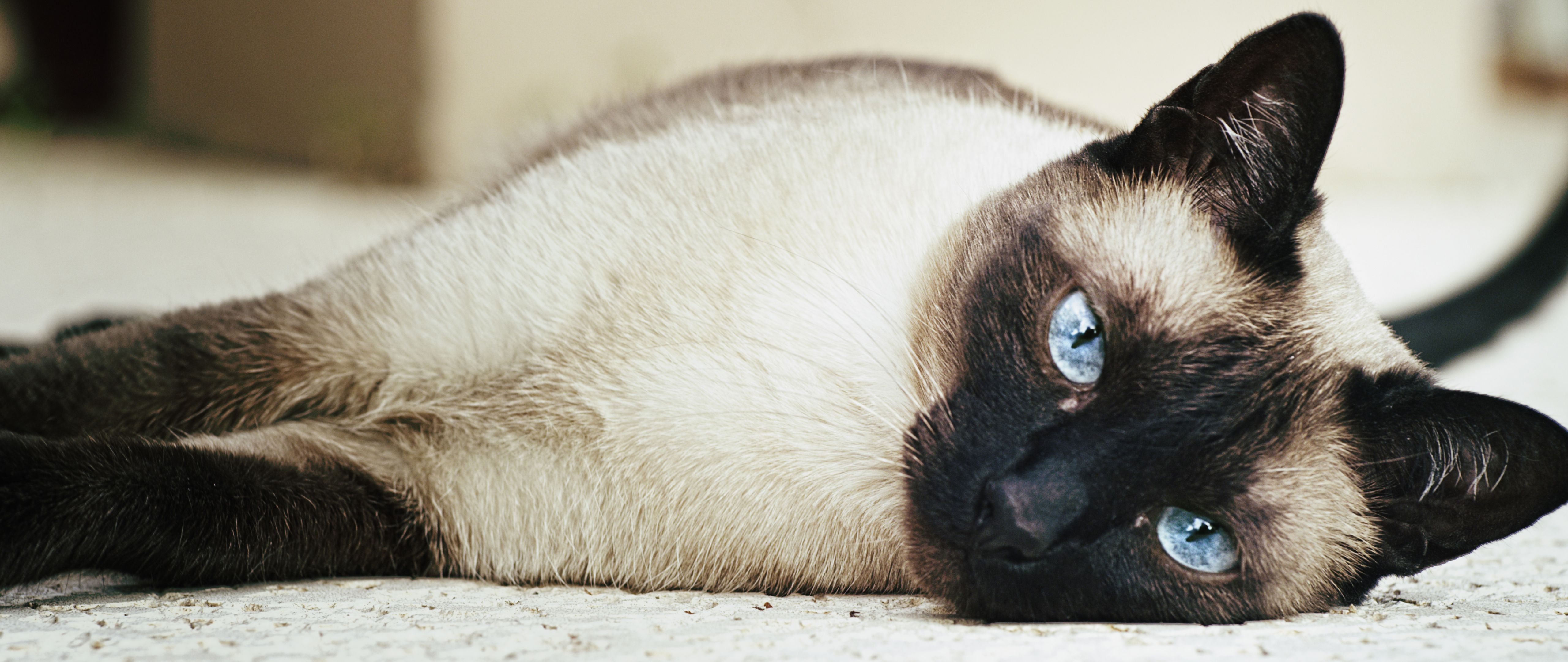 Coppia di gatti nel cesto, 1024x768 HD, Desktop