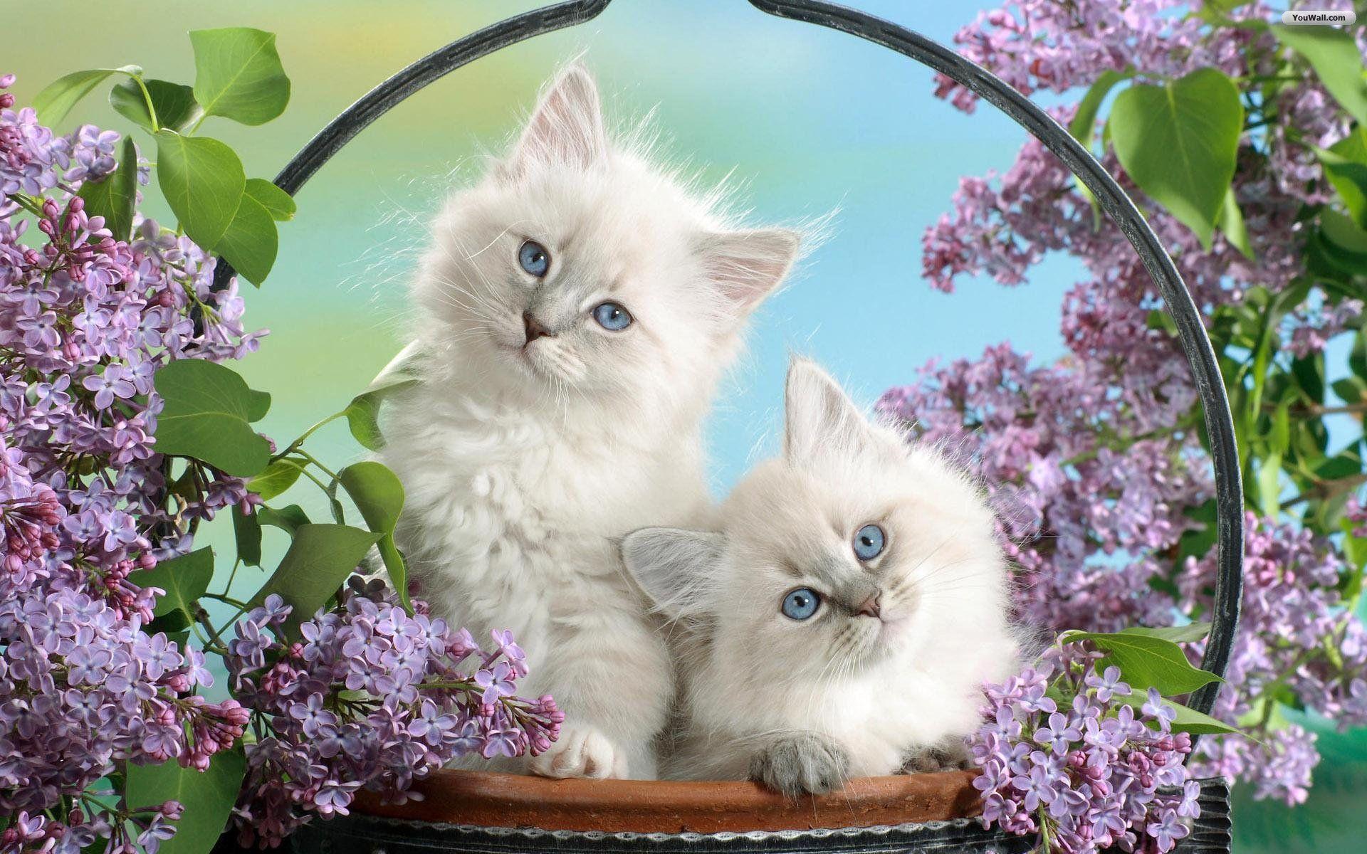 Gattino grigio kawaii cuore, 1080x1920 Full HD Verticale, iPhone
