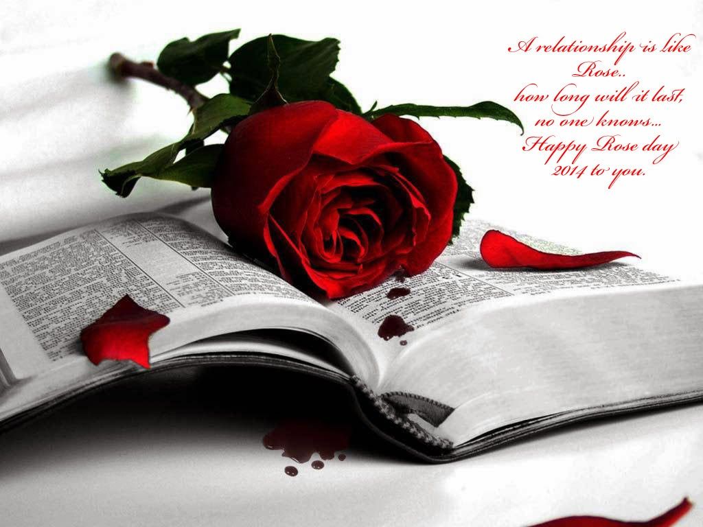 Rosa rossa su libro aperto, 1024x768 HD, Desktop