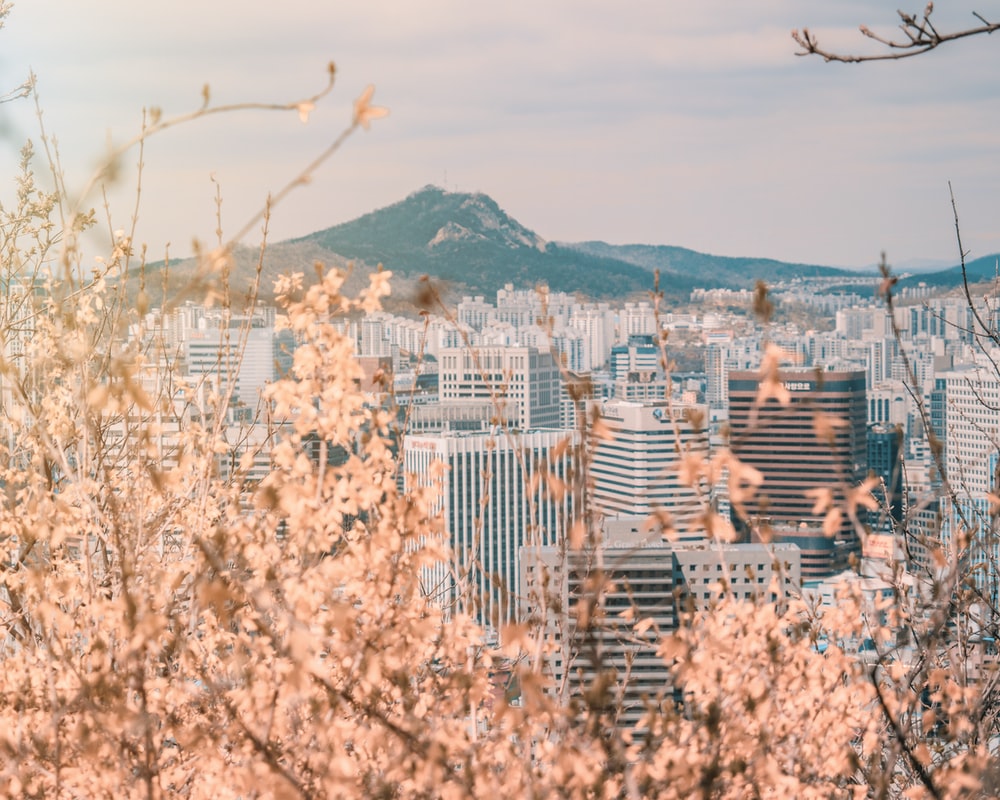 Seoul città fiori ciliegio, 1000x800 HD, Desktop