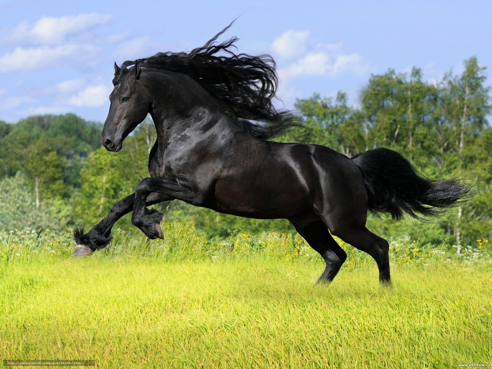 Cavallo bianco al galoppo notturno, 1920x1080 Full HD, Desktop