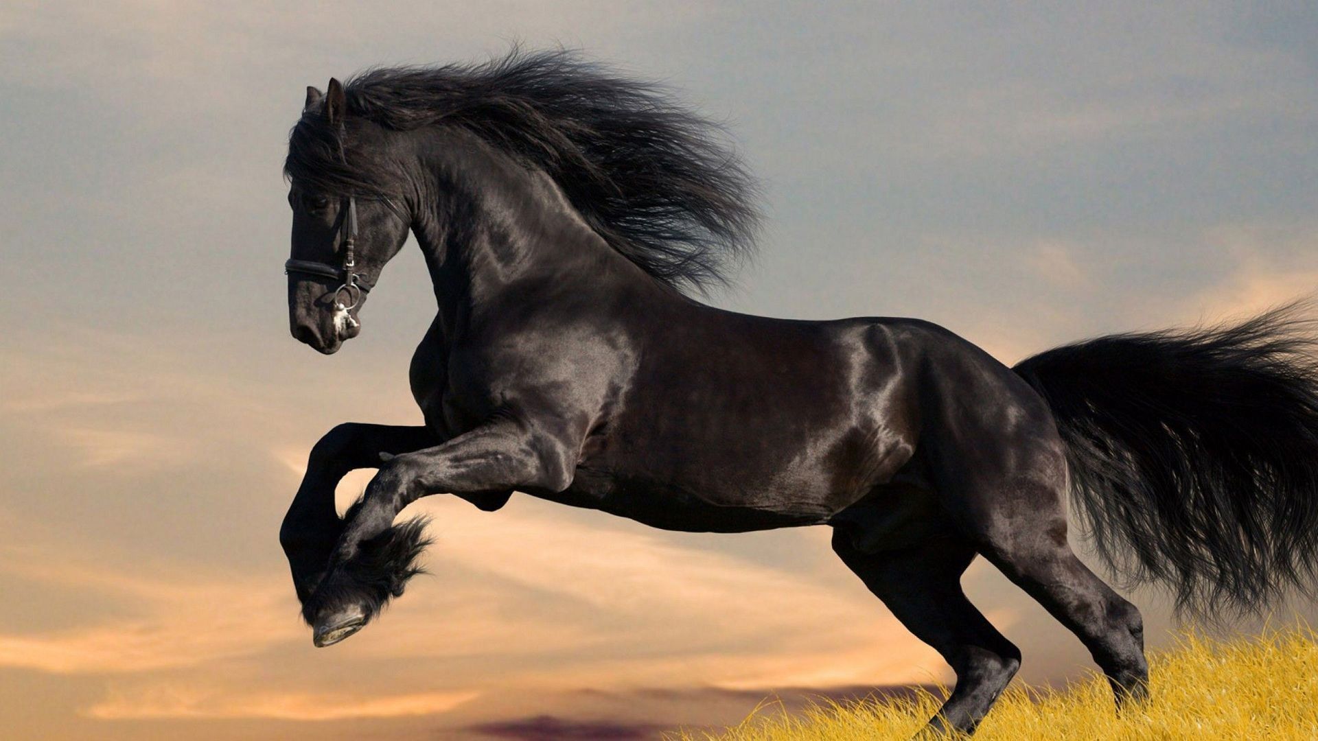 Cavallo dipinto con piume, 1920x1080 1080p, Desktop