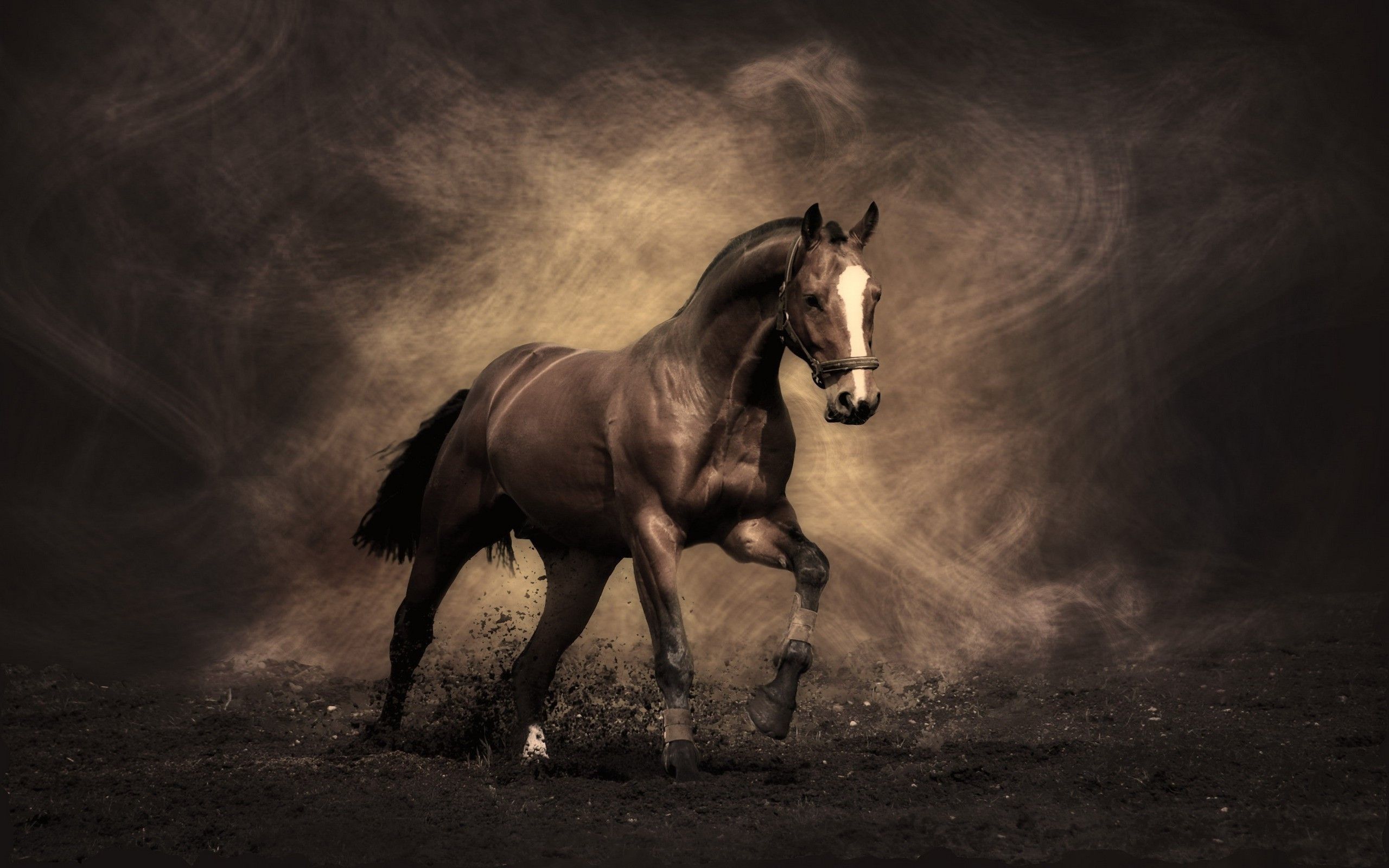 Cavallo nero Friesian in corsa, 1920x1080 Full HD 1080p, PC Desktop