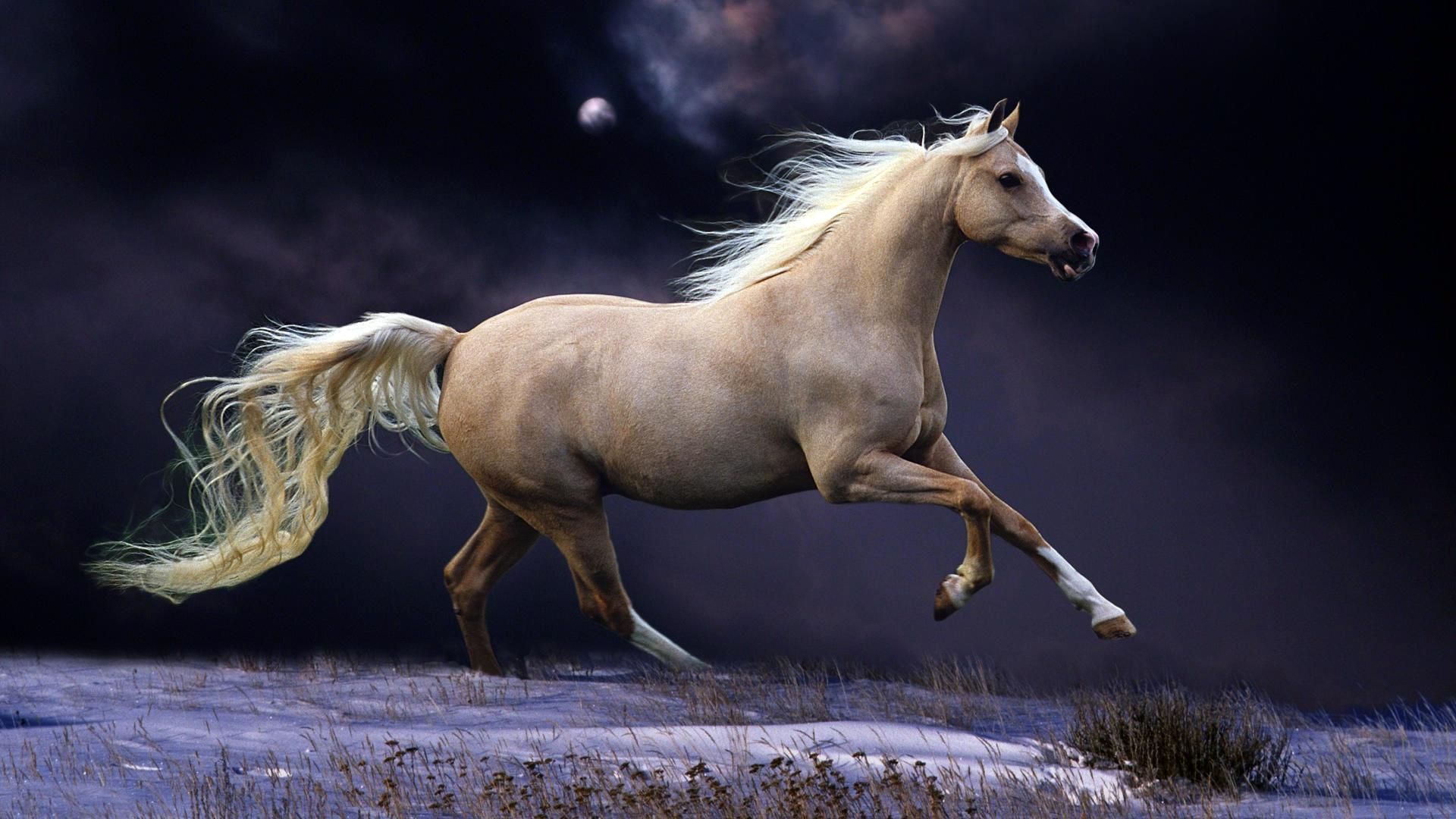 Pegaso bianco nella foresta, 2560x1440 2K, Desktop