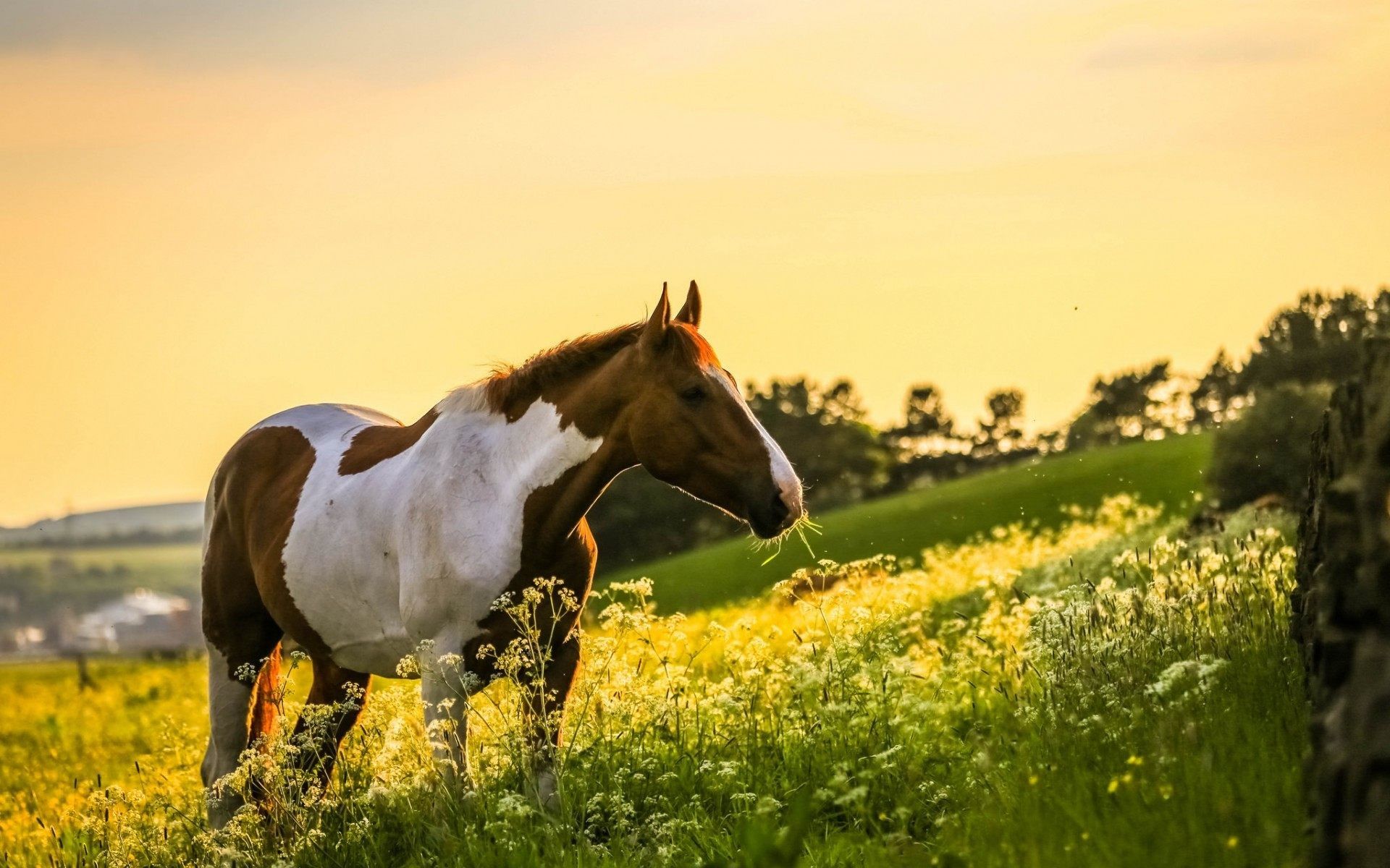 Corvo scuro fantasy, 1366x768 720p, iMac