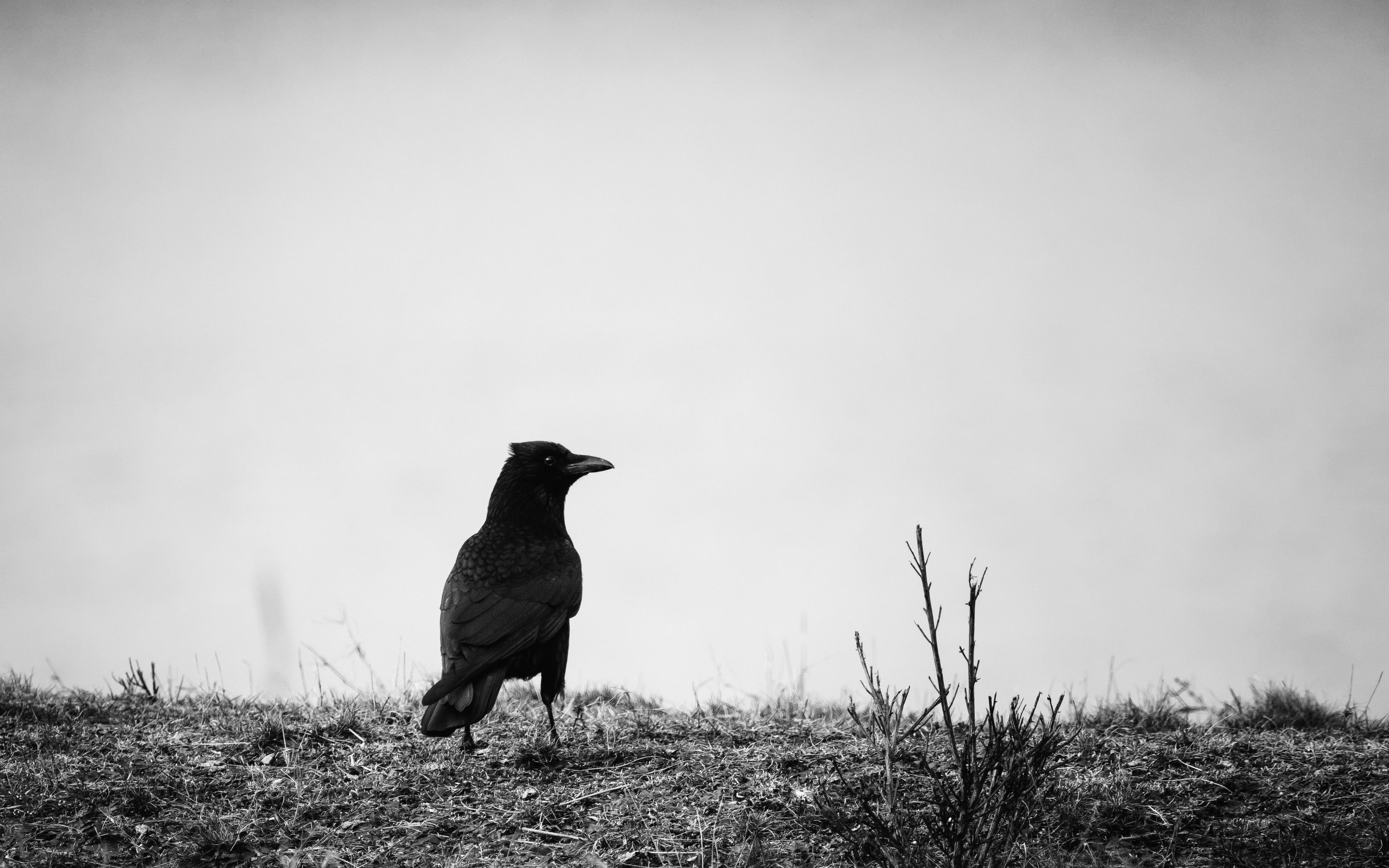 Cavaliere oscuro corvo cavallo luna, 1920x1200 Full HD+ WUXGA, Laptop