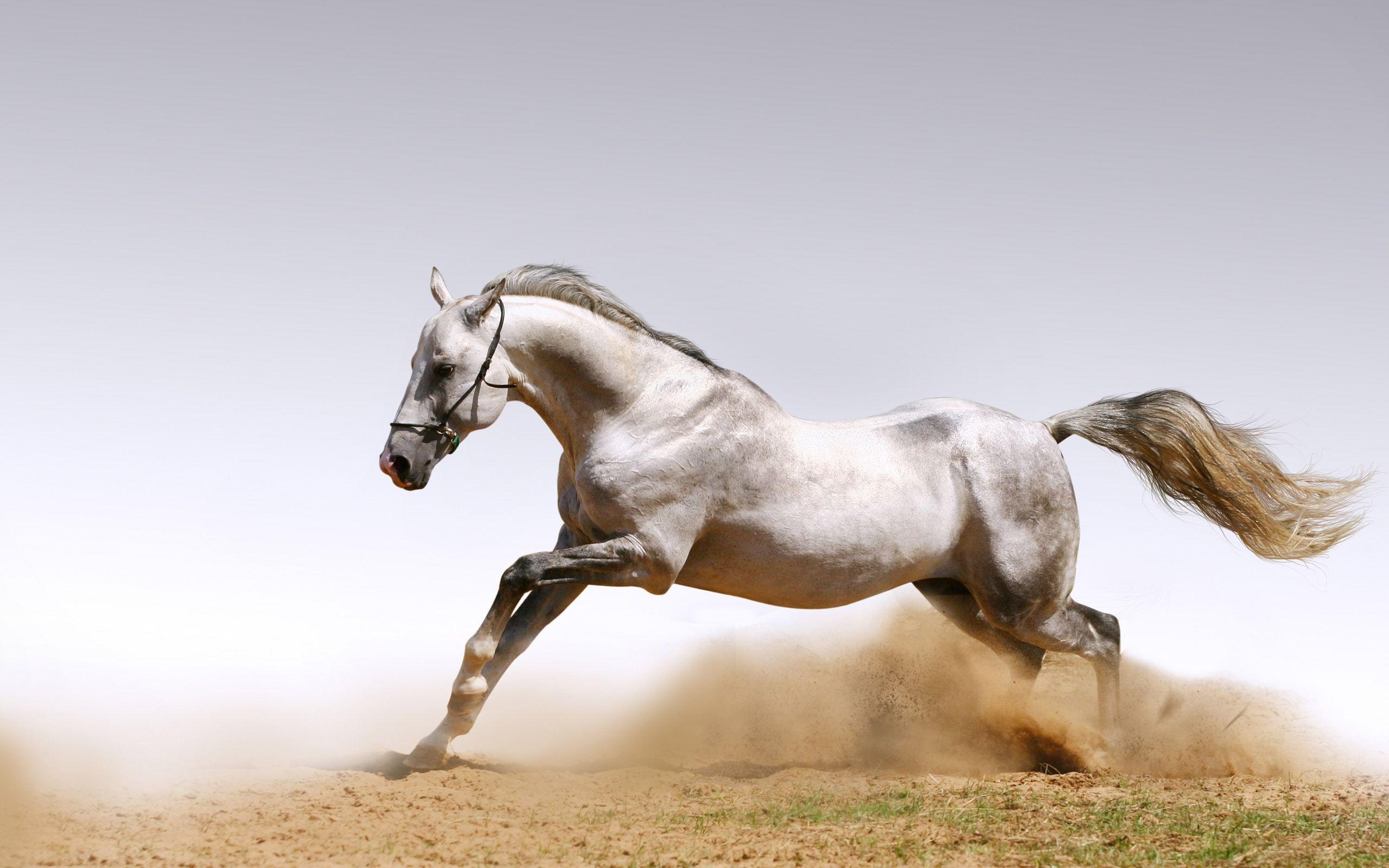 Cavallo bianco al galoppo, 2560x1600 WQXGA, MacBook Pro