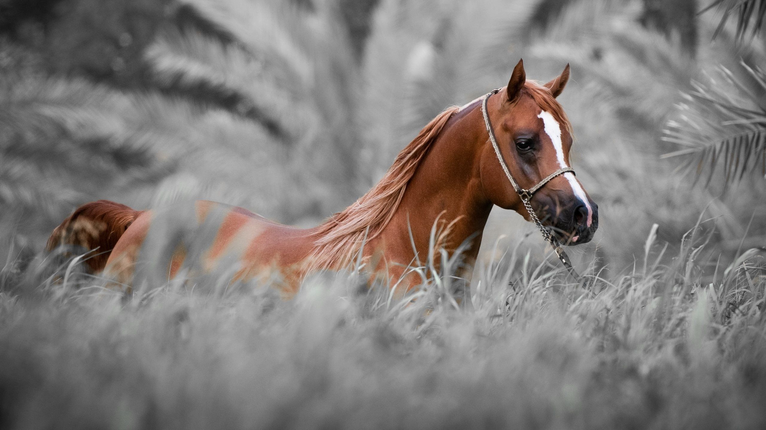 Cavallo bianco in corsa notturna, 1920x1080 Full HD, PC