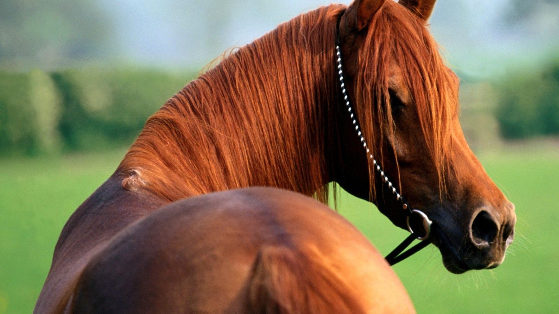 Cavallo marrone tra erba, 2560x1440 1440p, Monitor Gaming