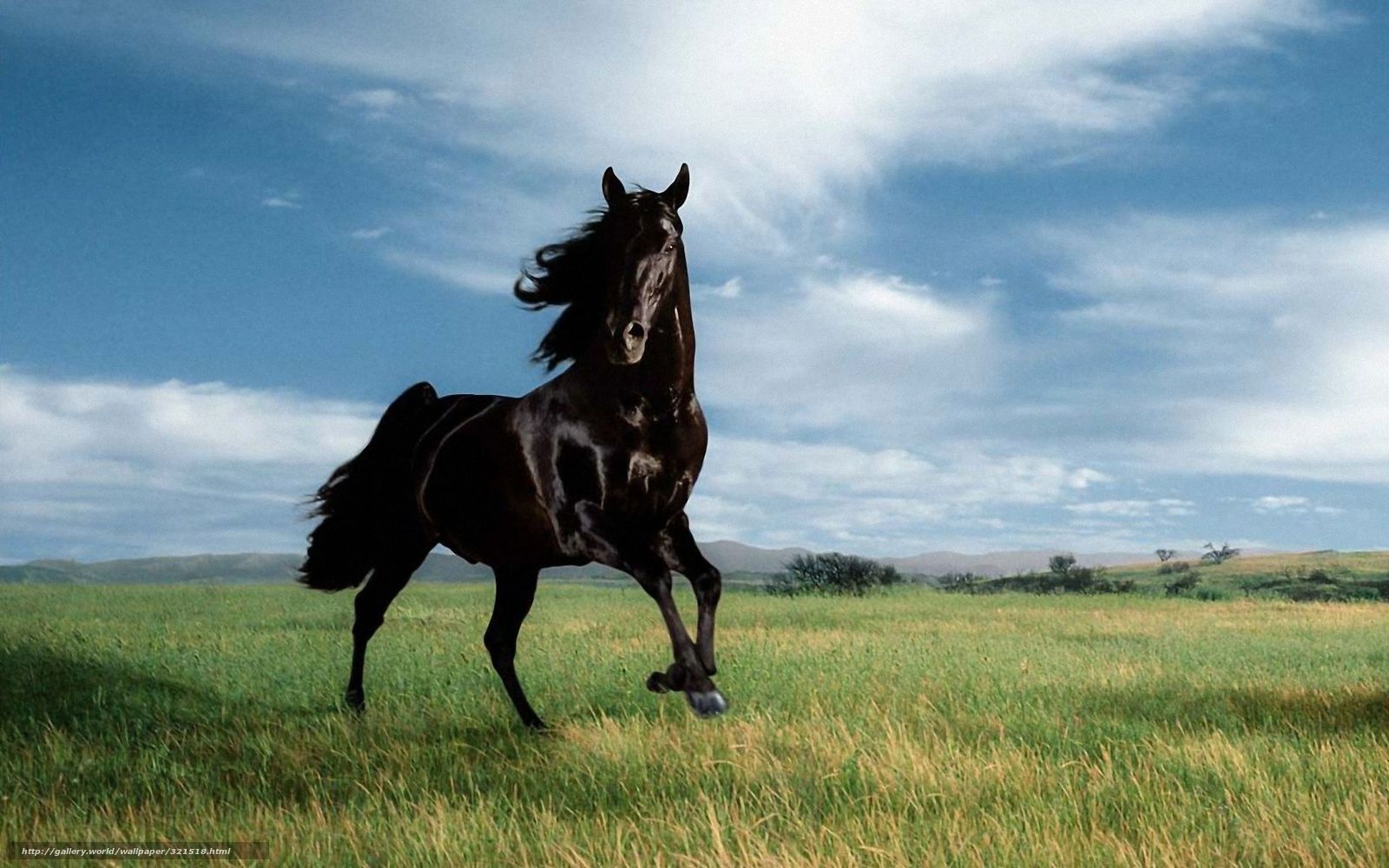 Cavallo marrone in campo, 1920x1080 1080p, Desktop