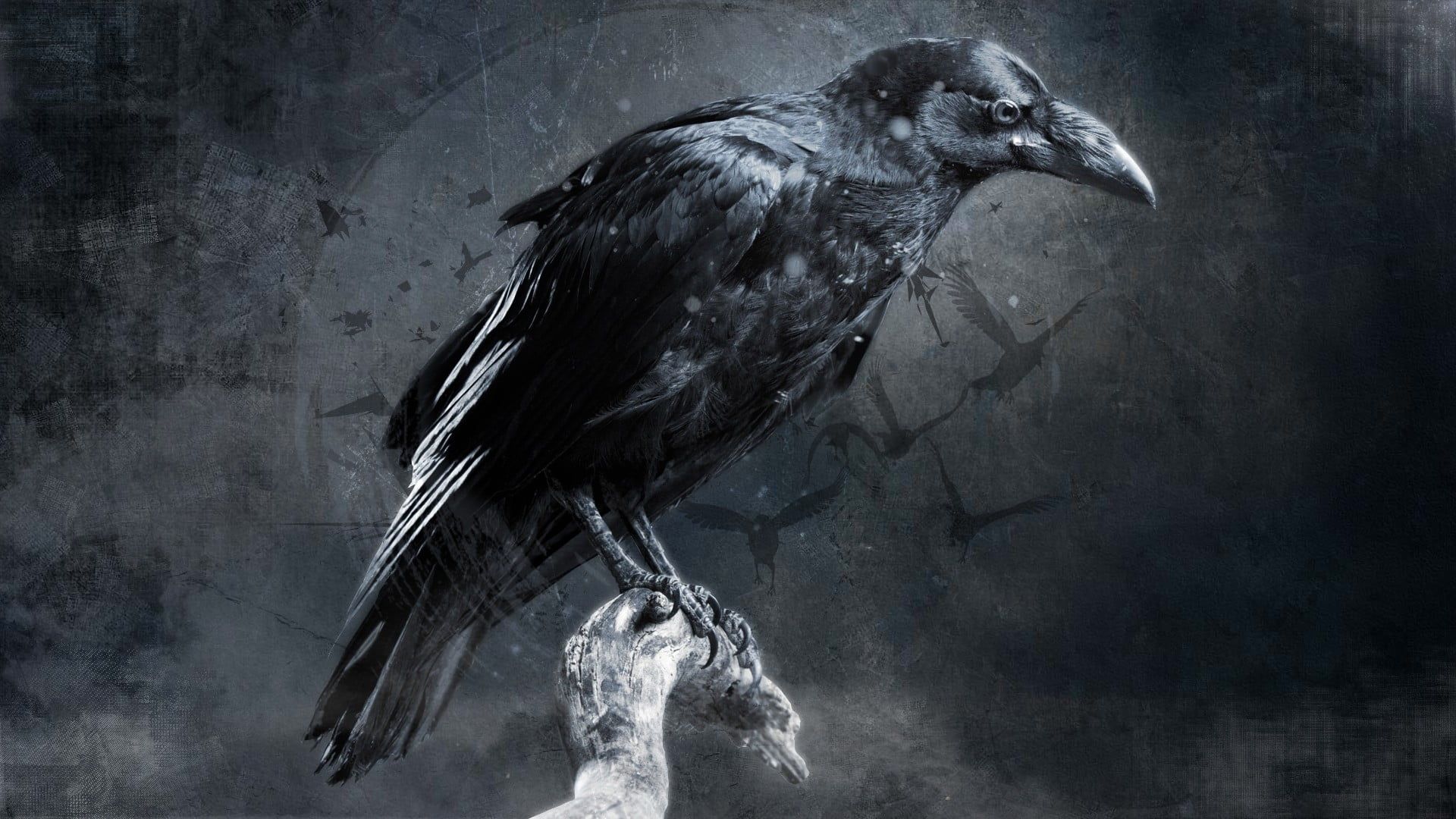 Corvo nero su ramo, 1920x1080 1080p, Desktop